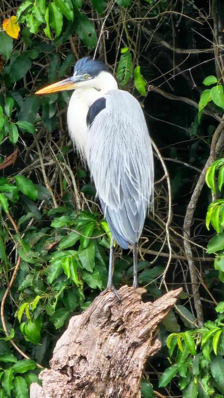 Homestay Oropendola tambopata