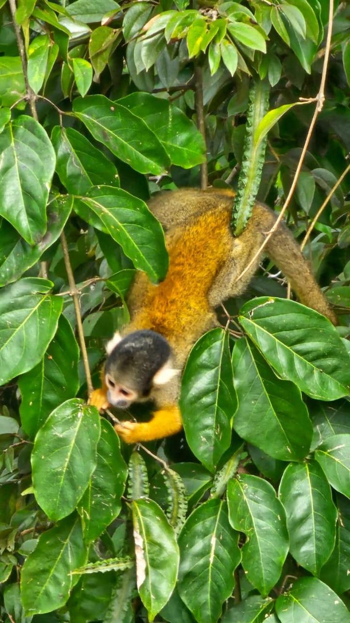 Homestay Oropendola tambopata