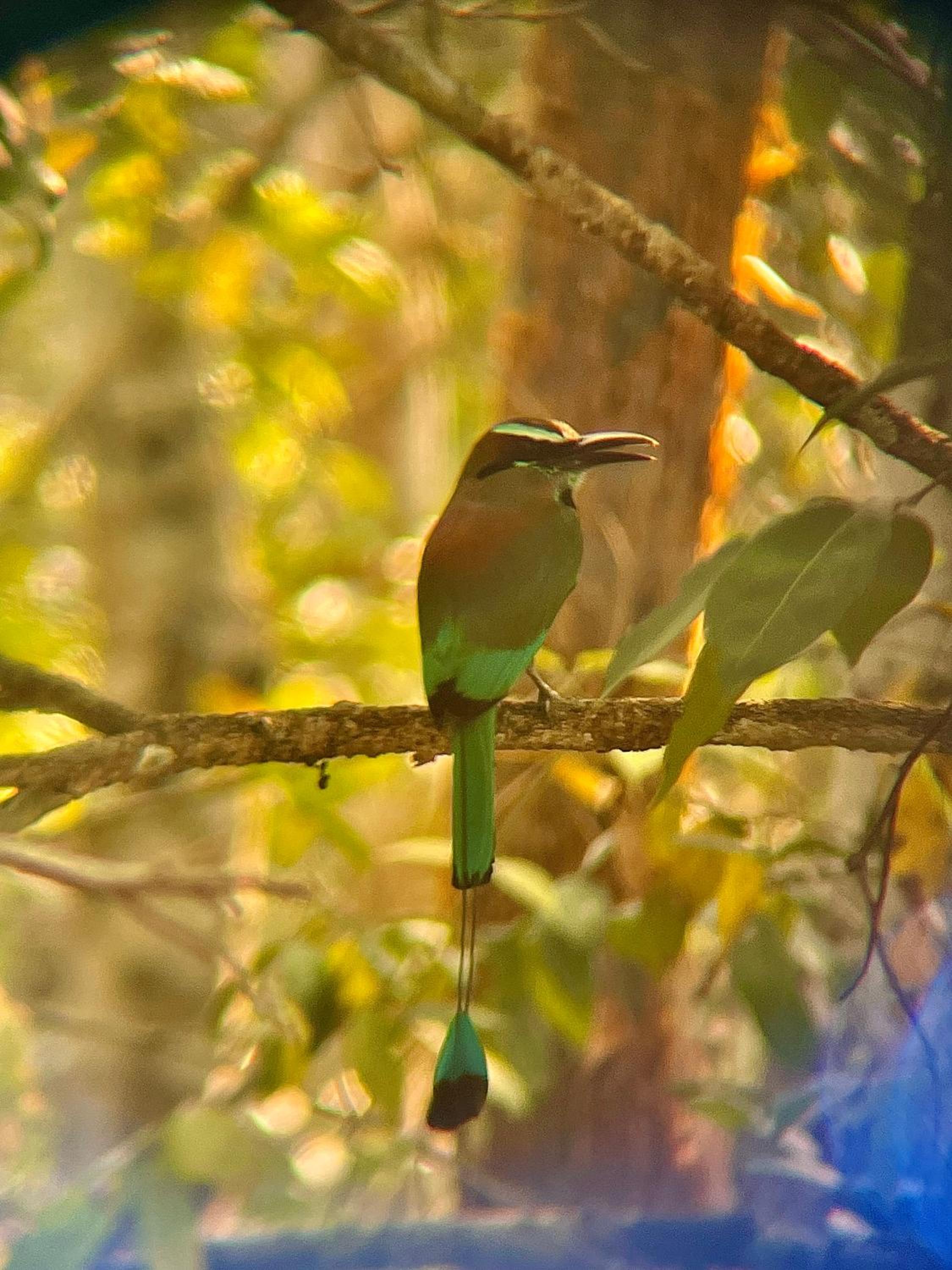 Ecohabitat Calakmul