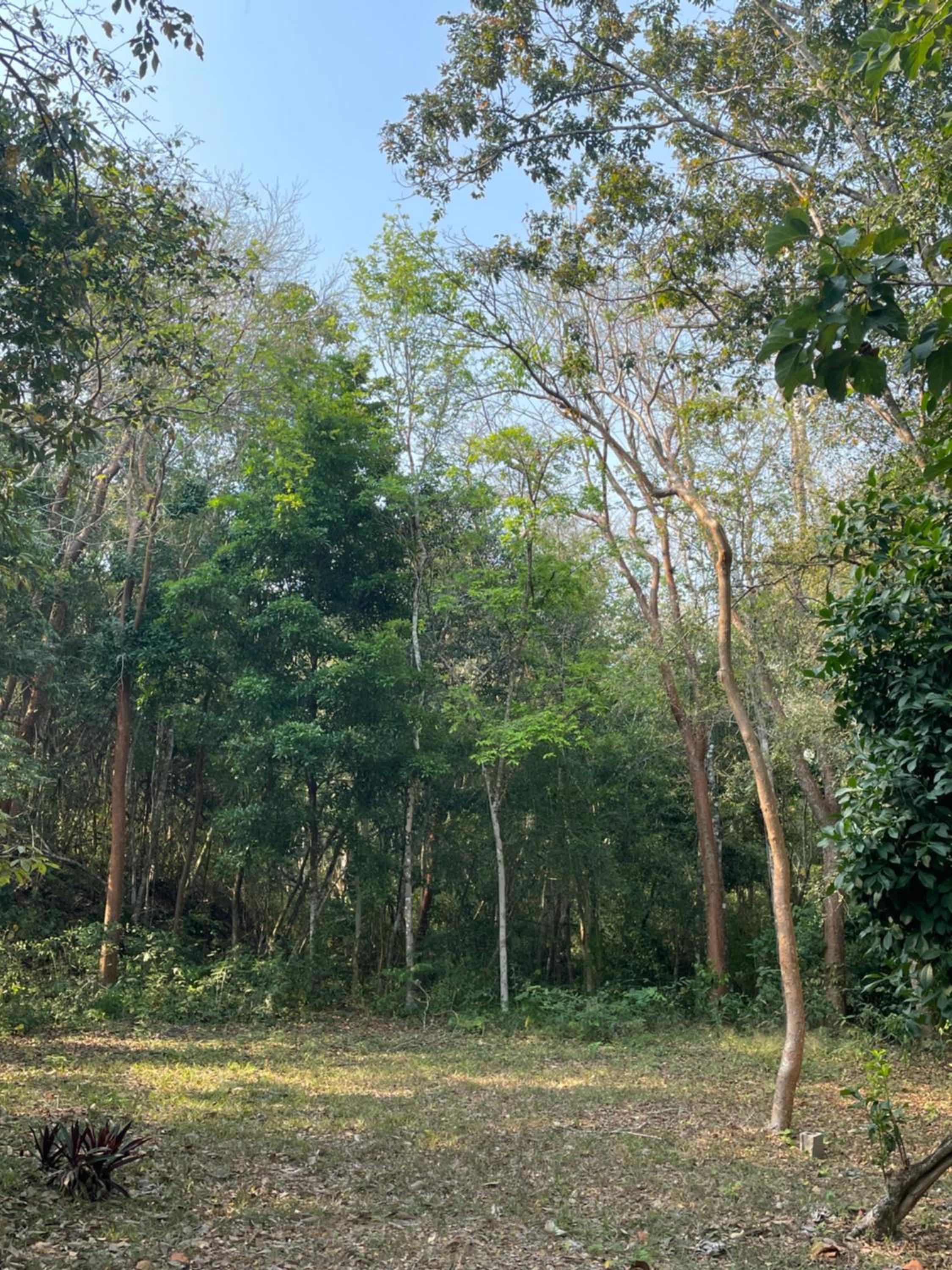 Ecohabitat Calakmul