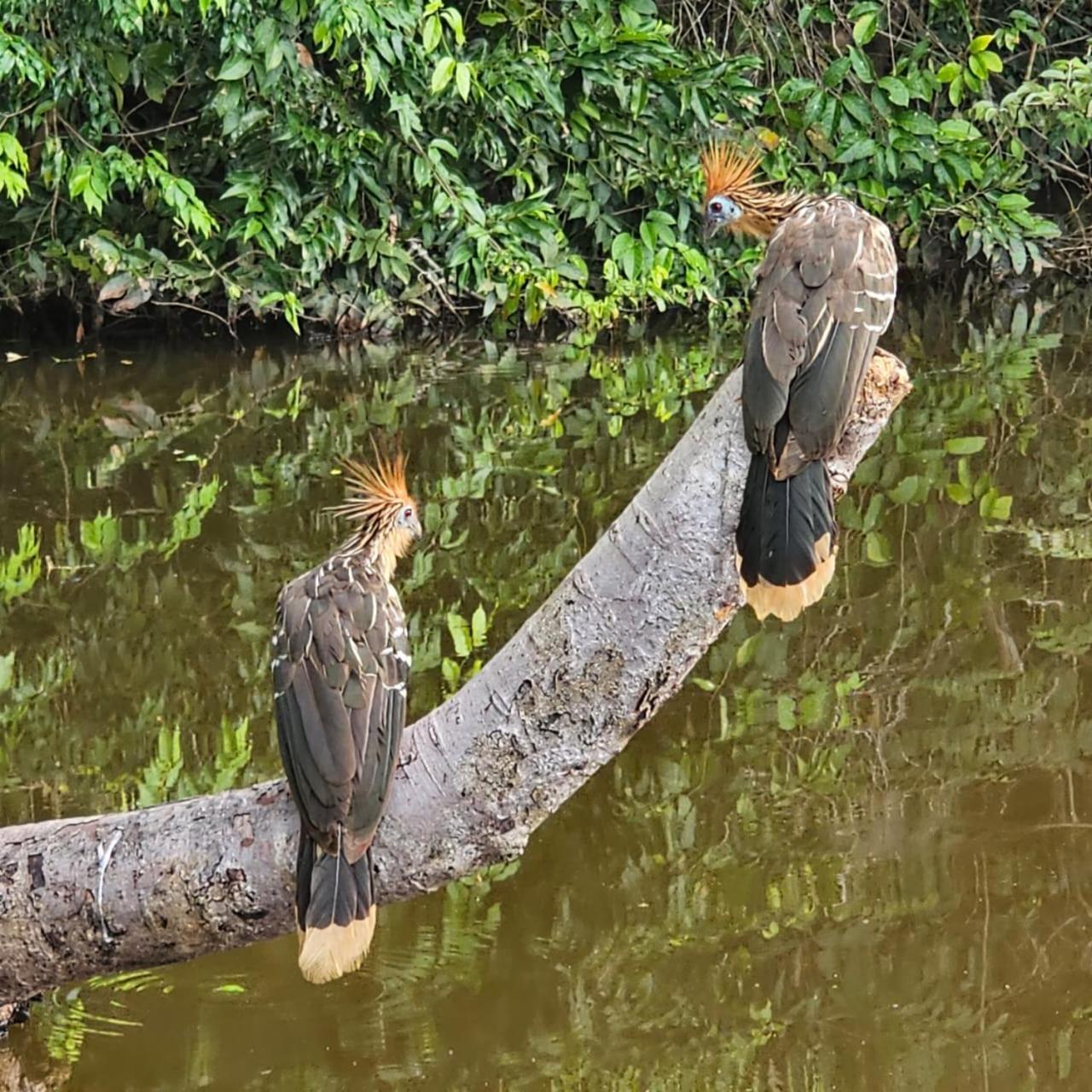 Homestay Oropendola tambopata