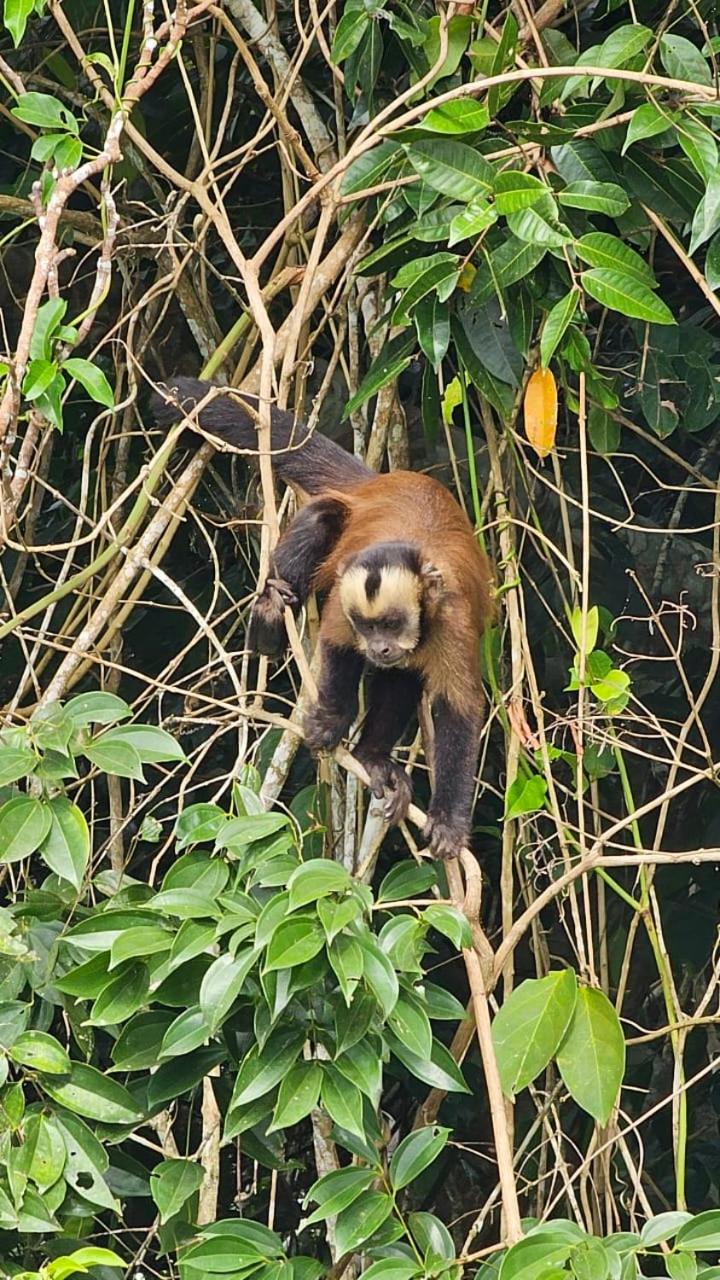 Homestay Oropendola tambopata