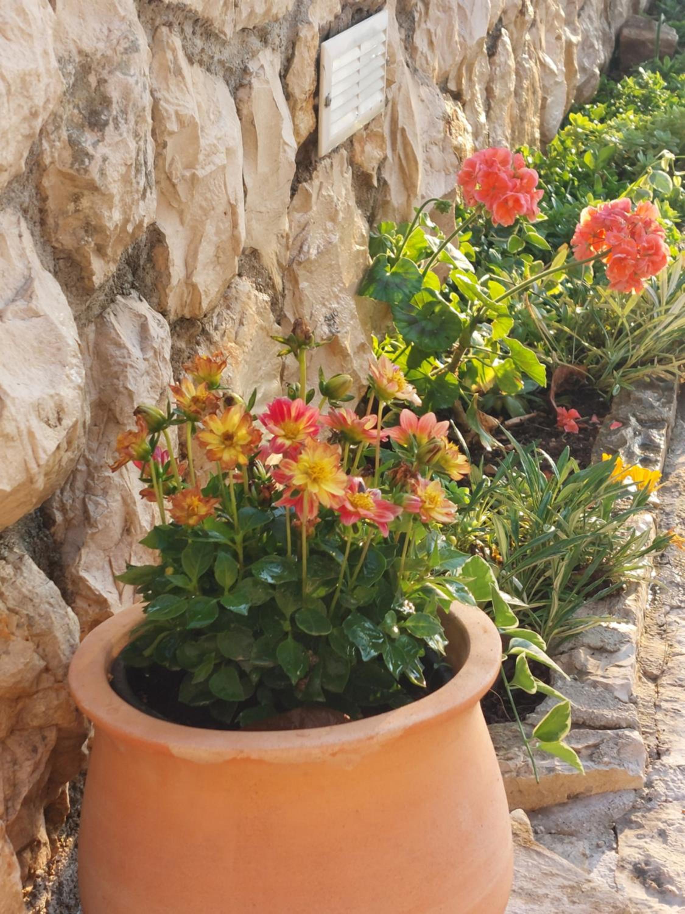Apartment Dario