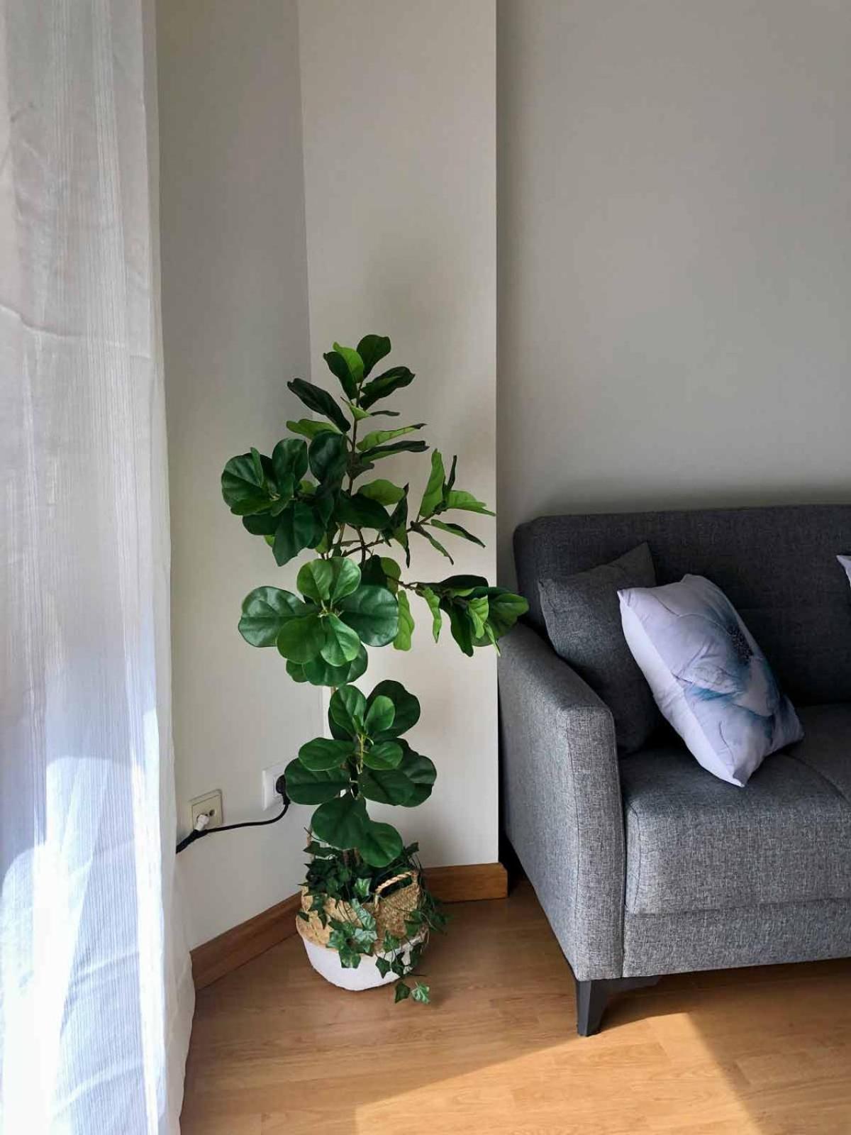 Apartamentos Schultz
