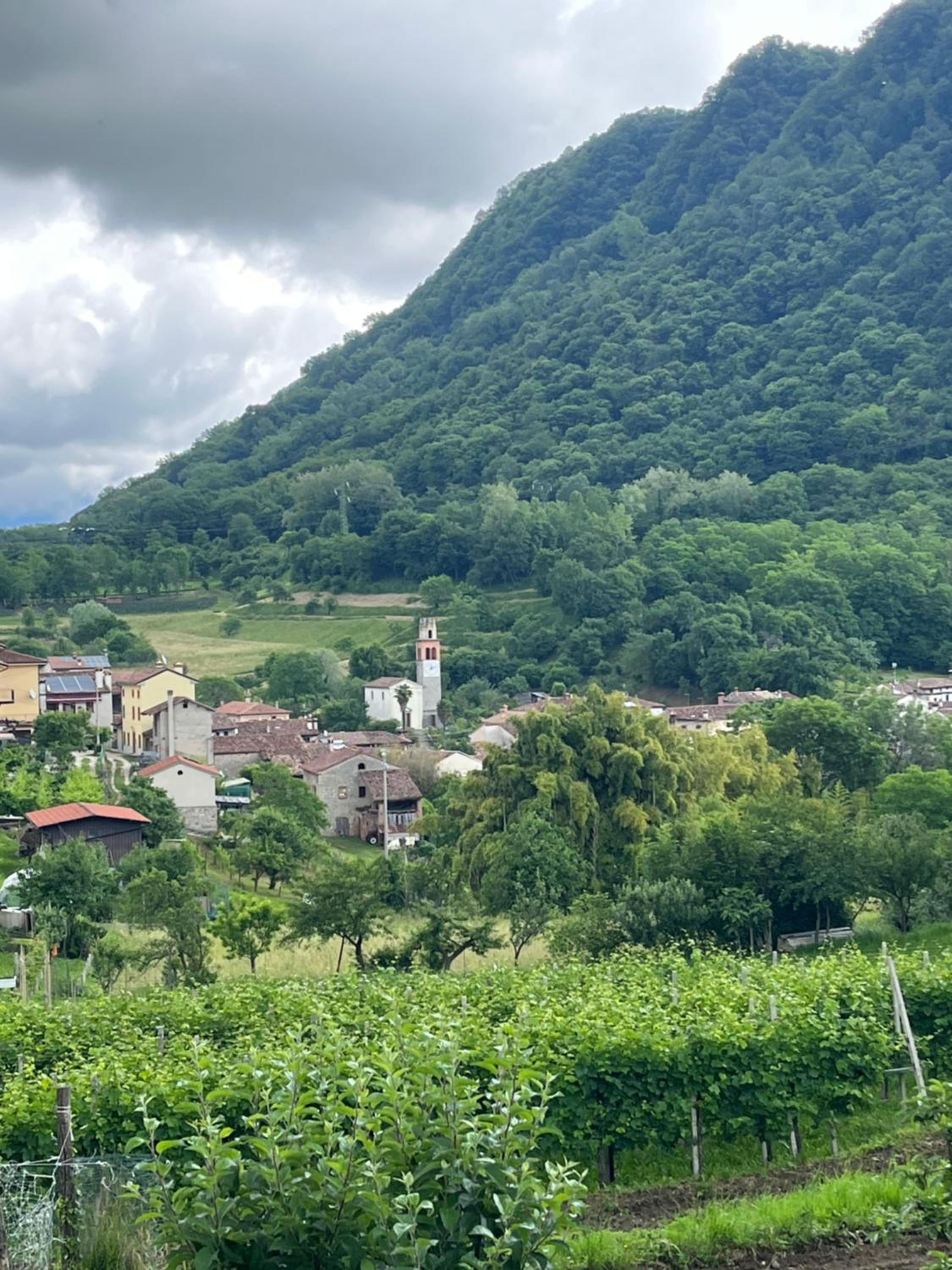 ALTRAVISTA TARZO