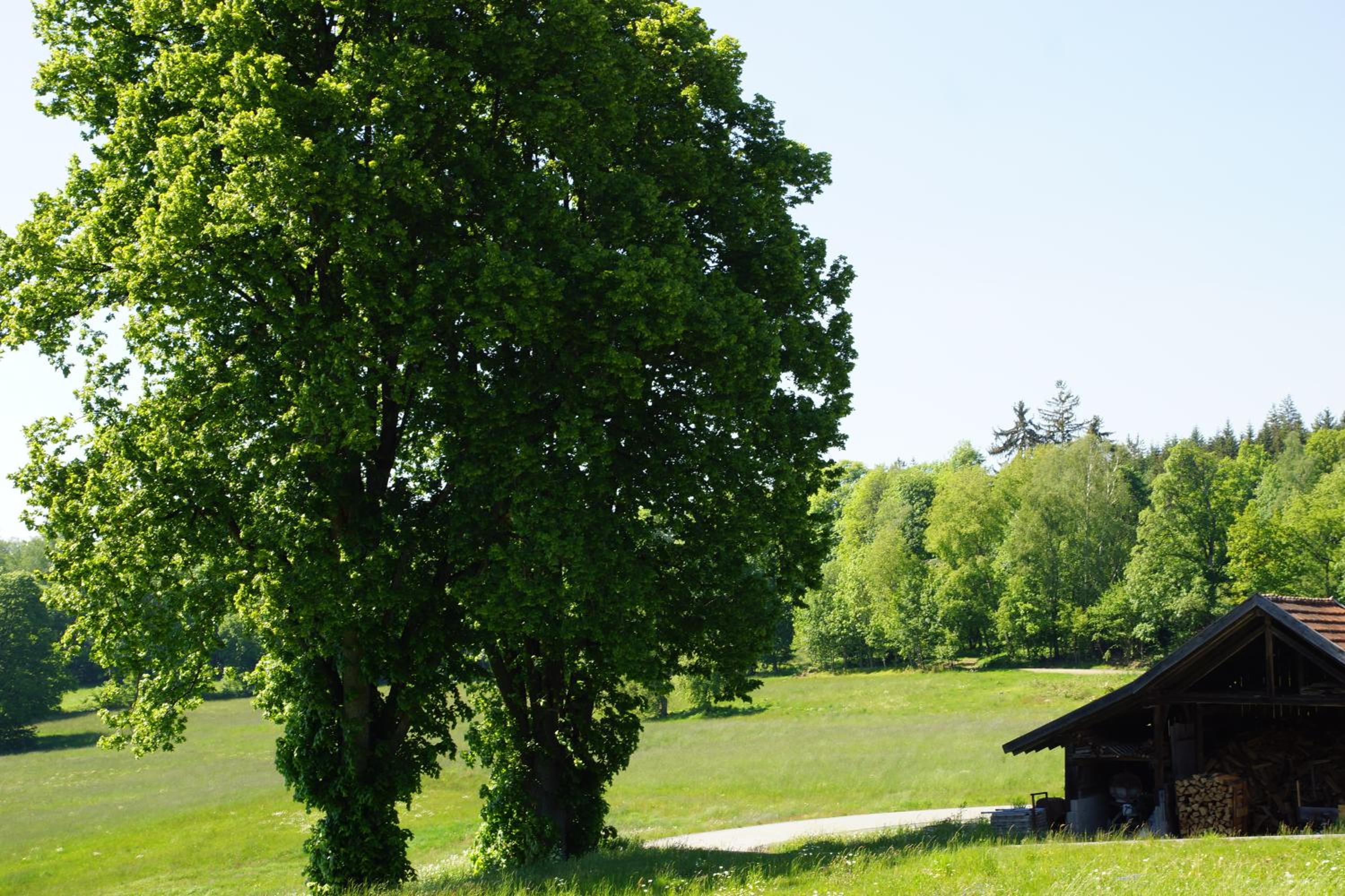Ferienwohnungen Paukner