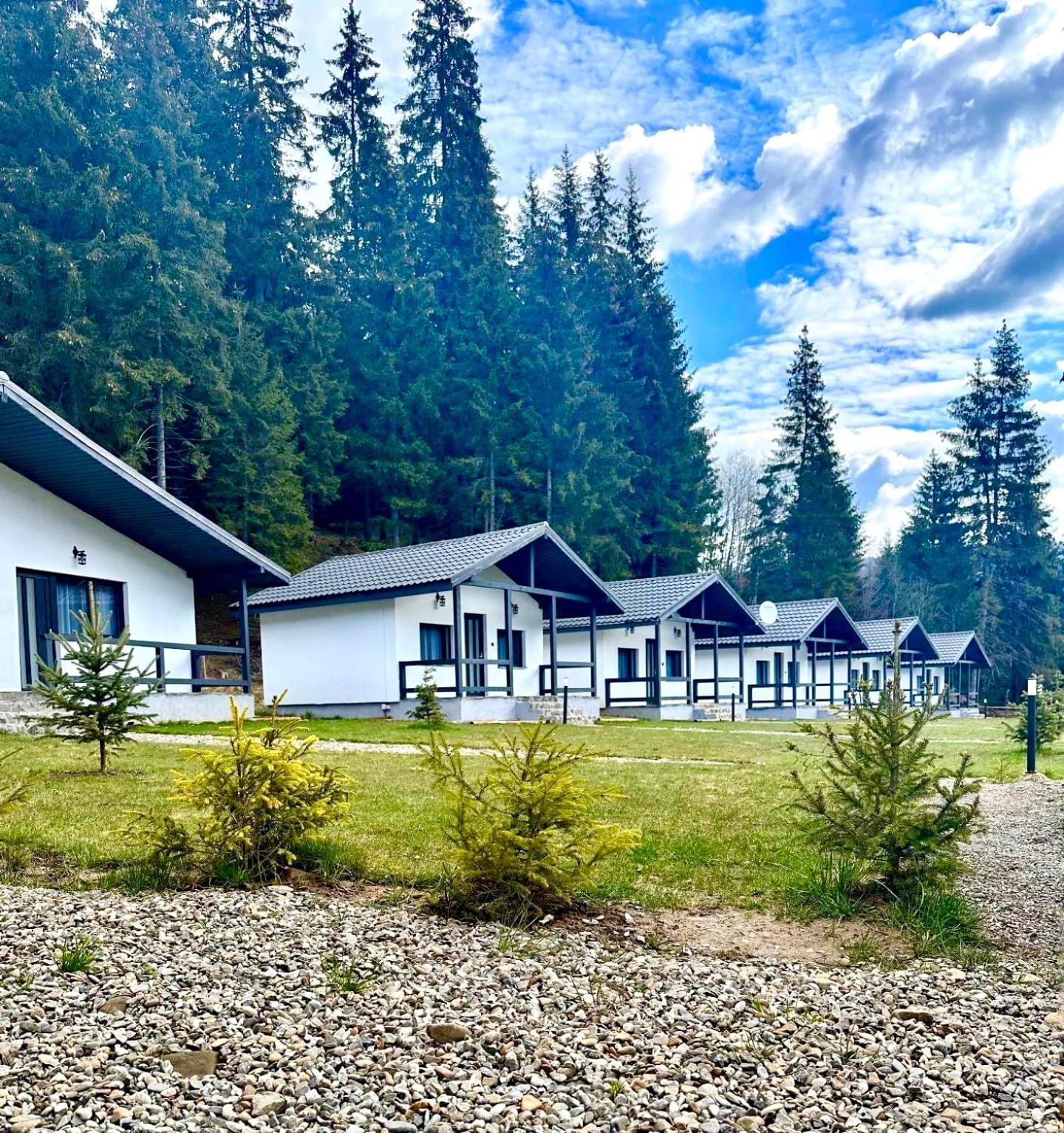 CLUBUL DACILOR