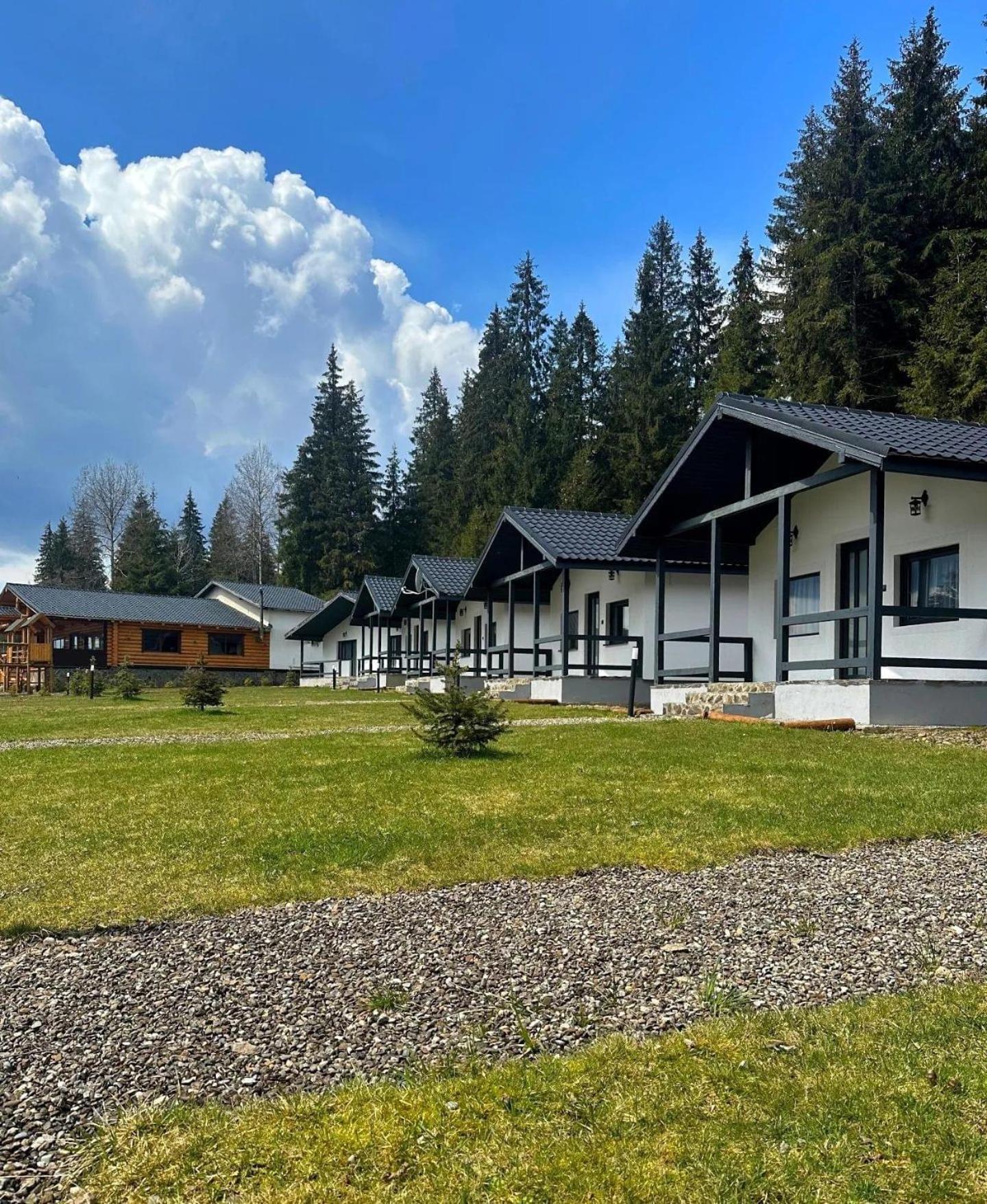 CLUBUL DACILOR