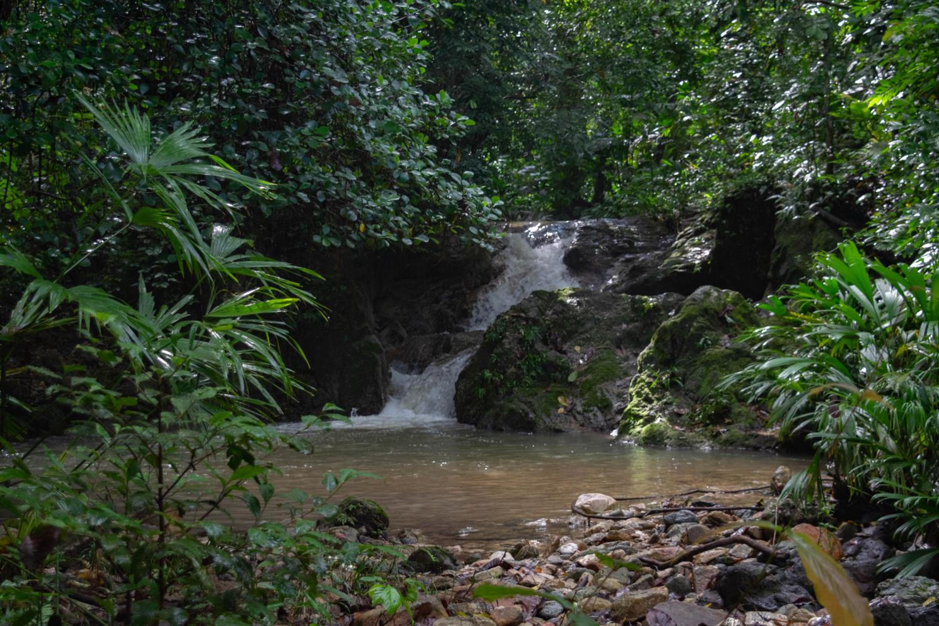 Finca Anicca - Cabaña, Camping, Hamaca - Farmstay