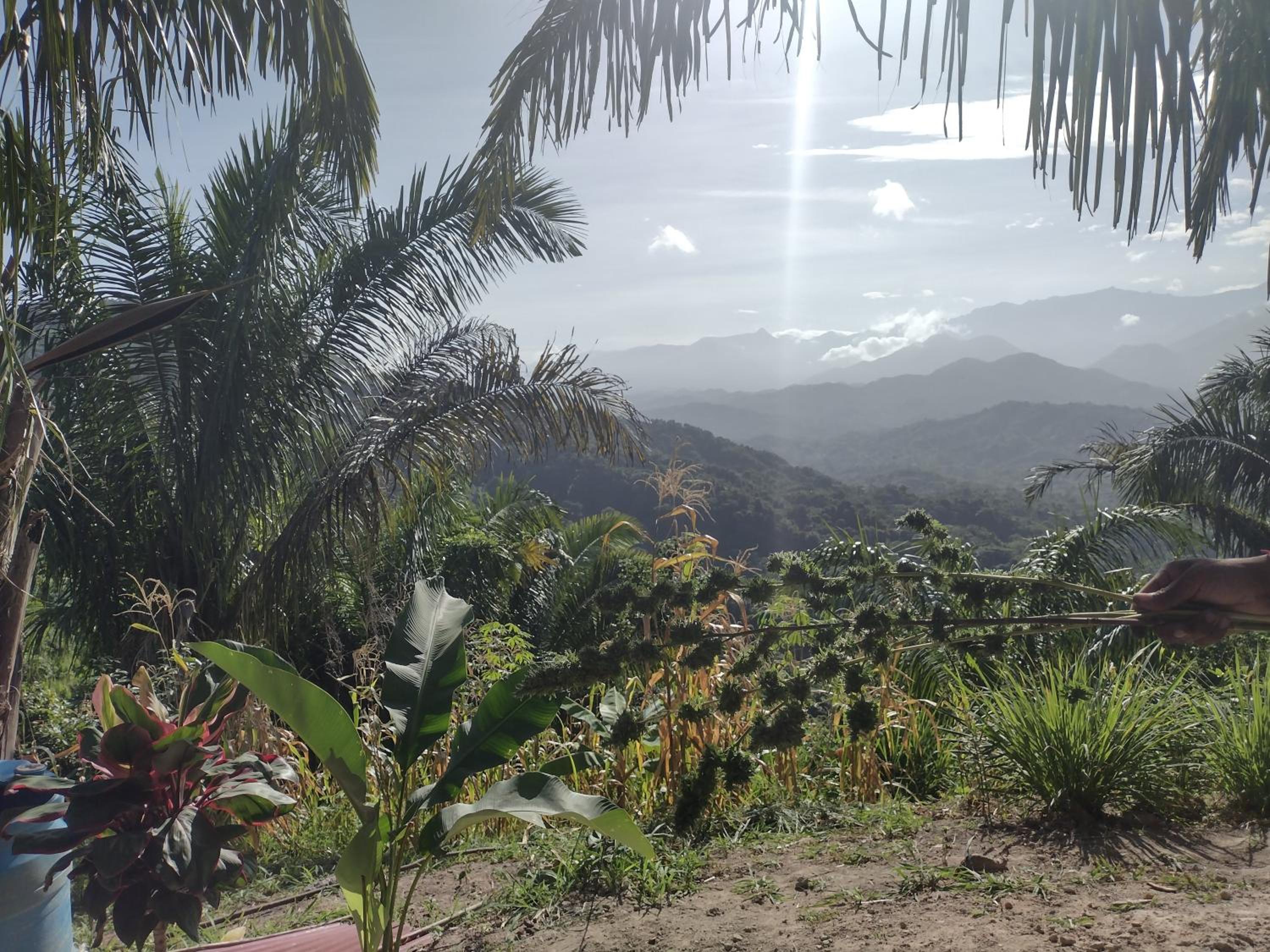 Finca Anicca - Cabaña, Camping, Hamaca - Farmstay