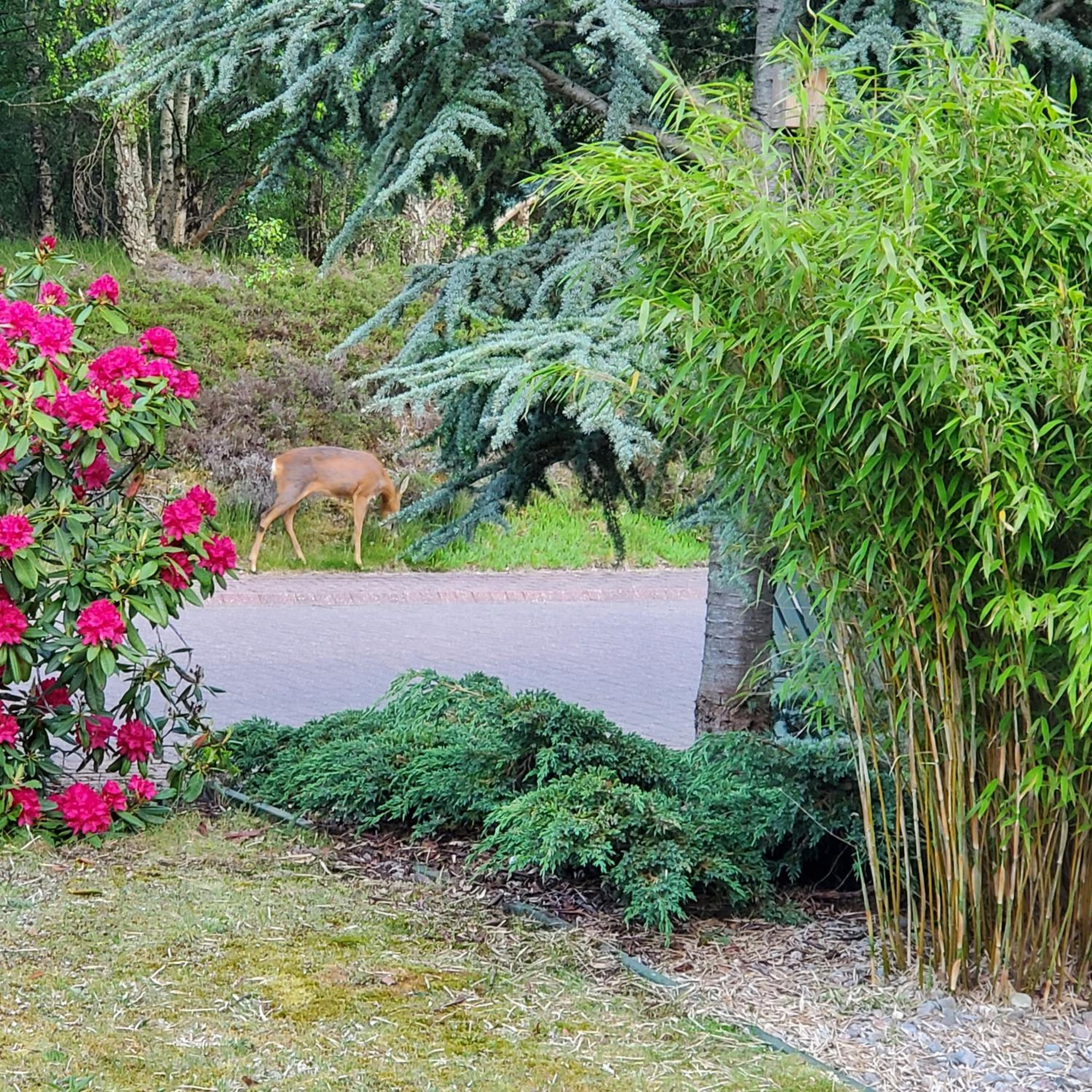 Aviemore Bungalow, Dalfaber view 5