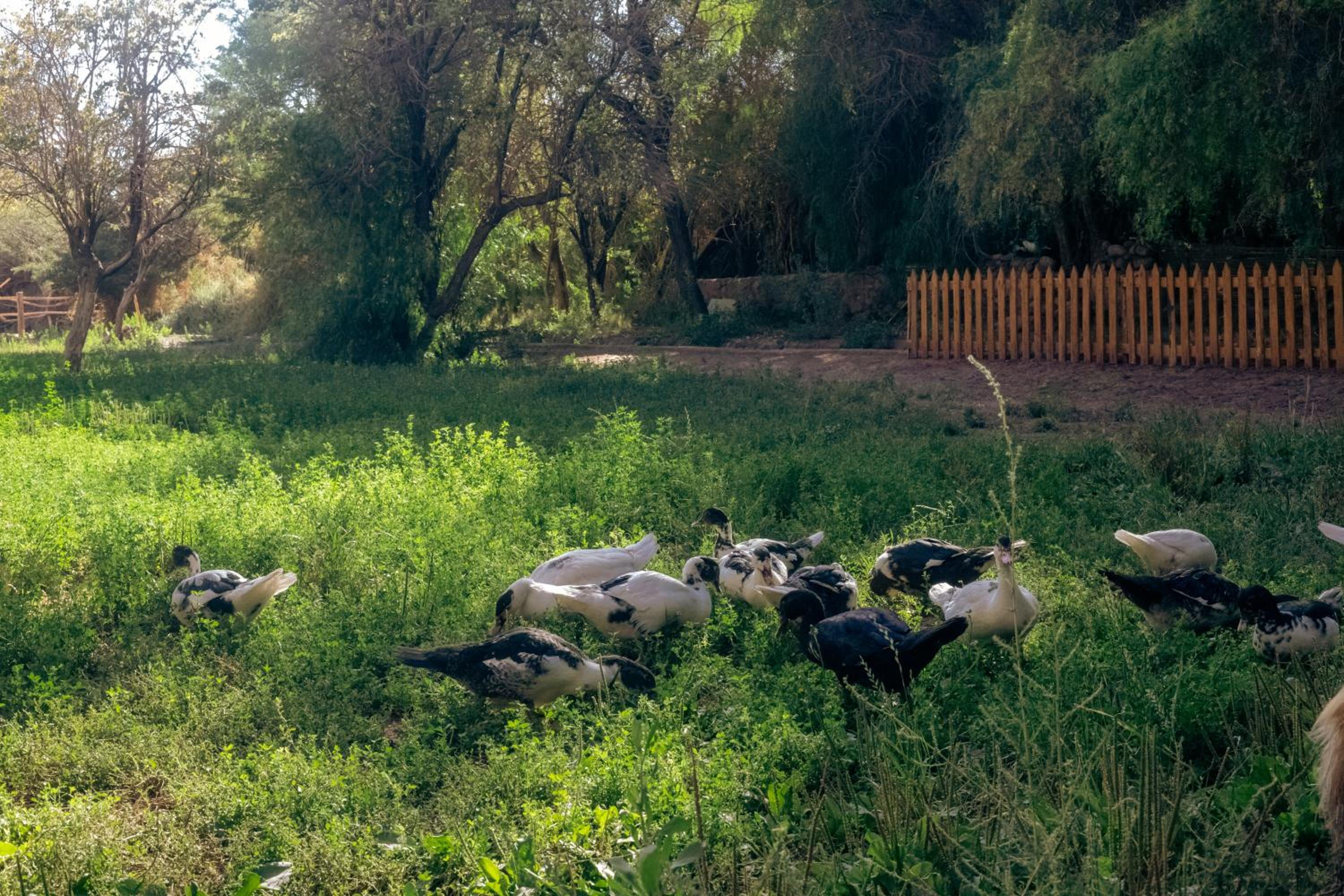 Photo 41