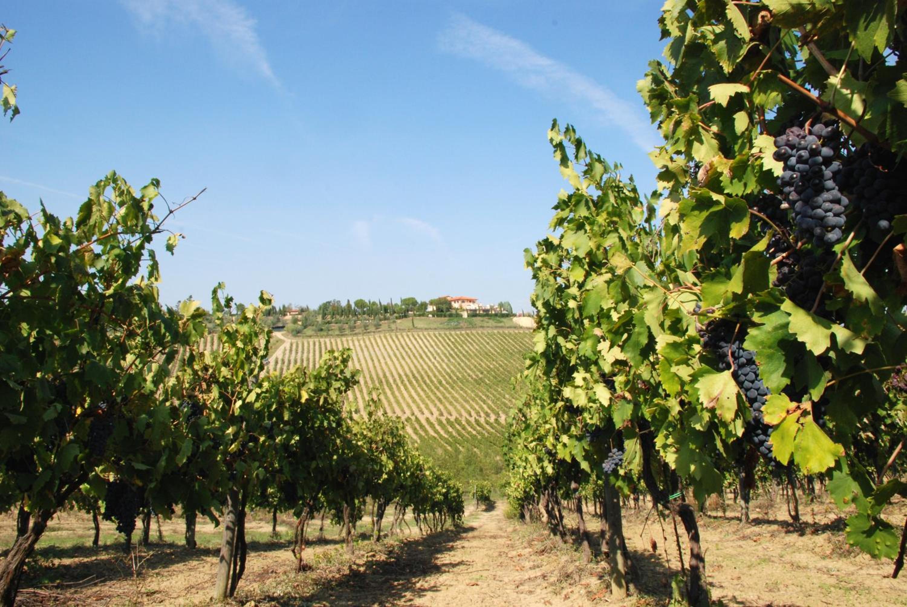 Agriturismo Isola Verde