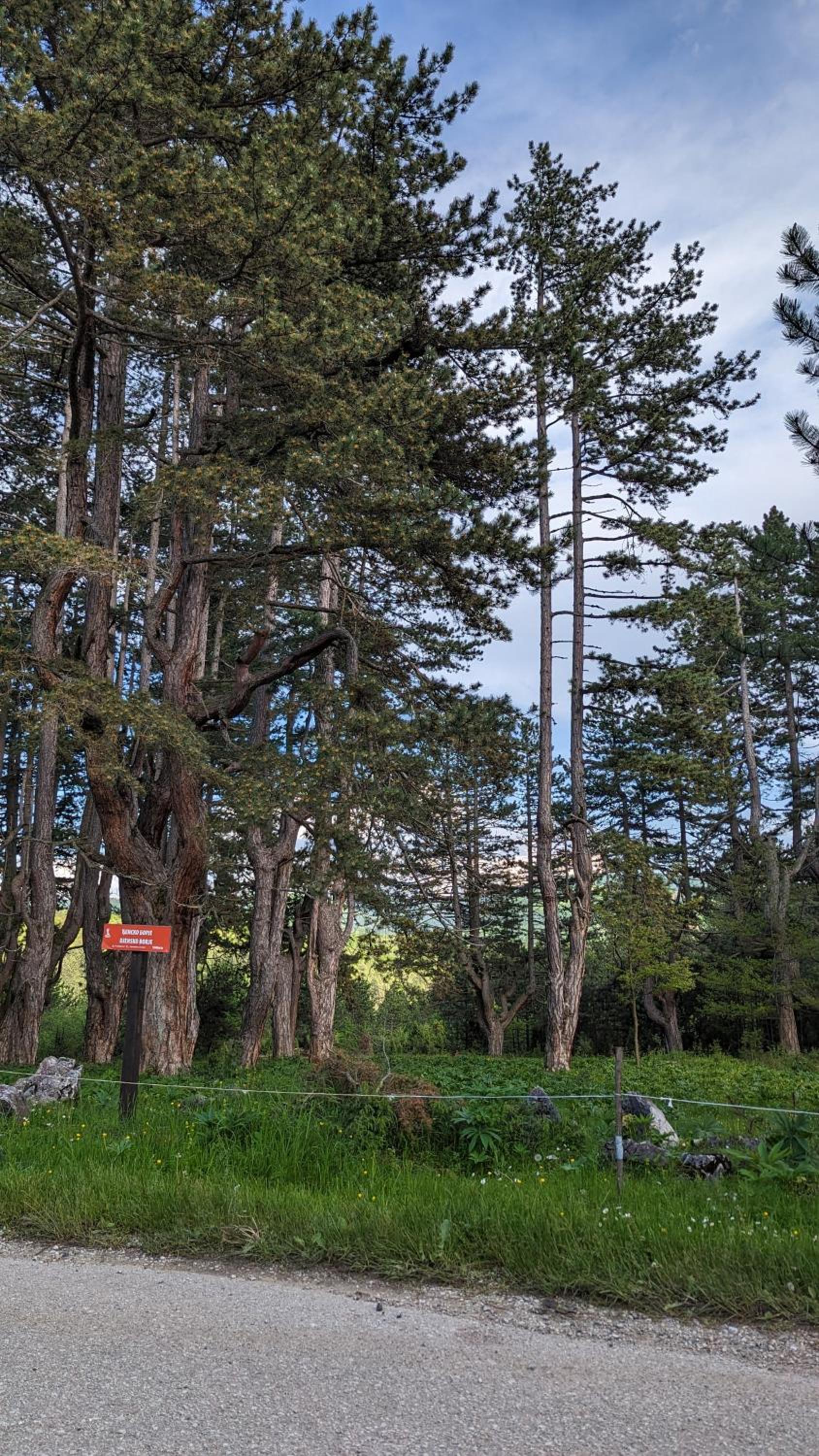 AA Pine vikendica za izdavanje u srcu Zapadne Srbije
