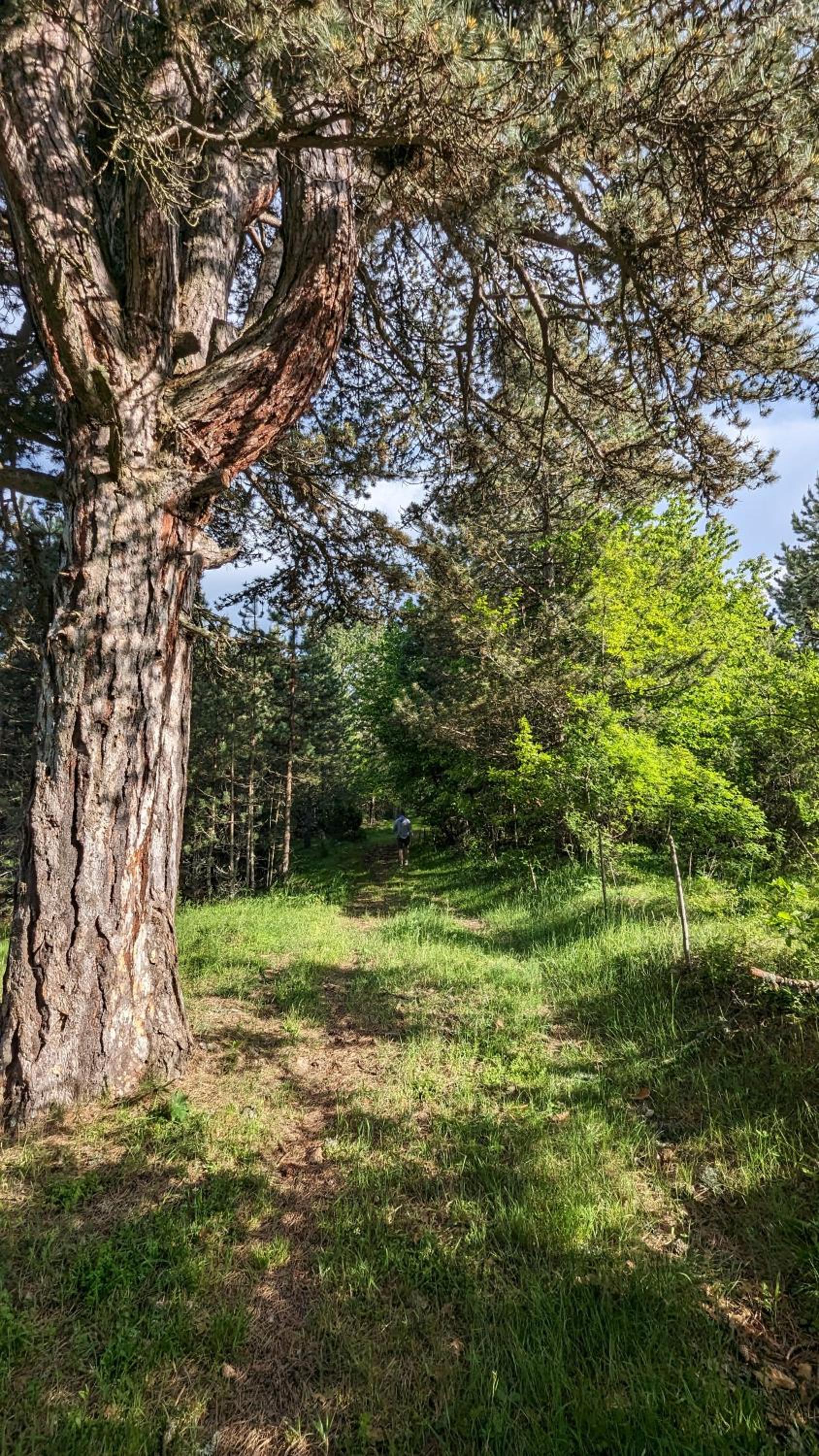 AA Pine vikendica za izdavanje u srcu Zapadne Srbije
