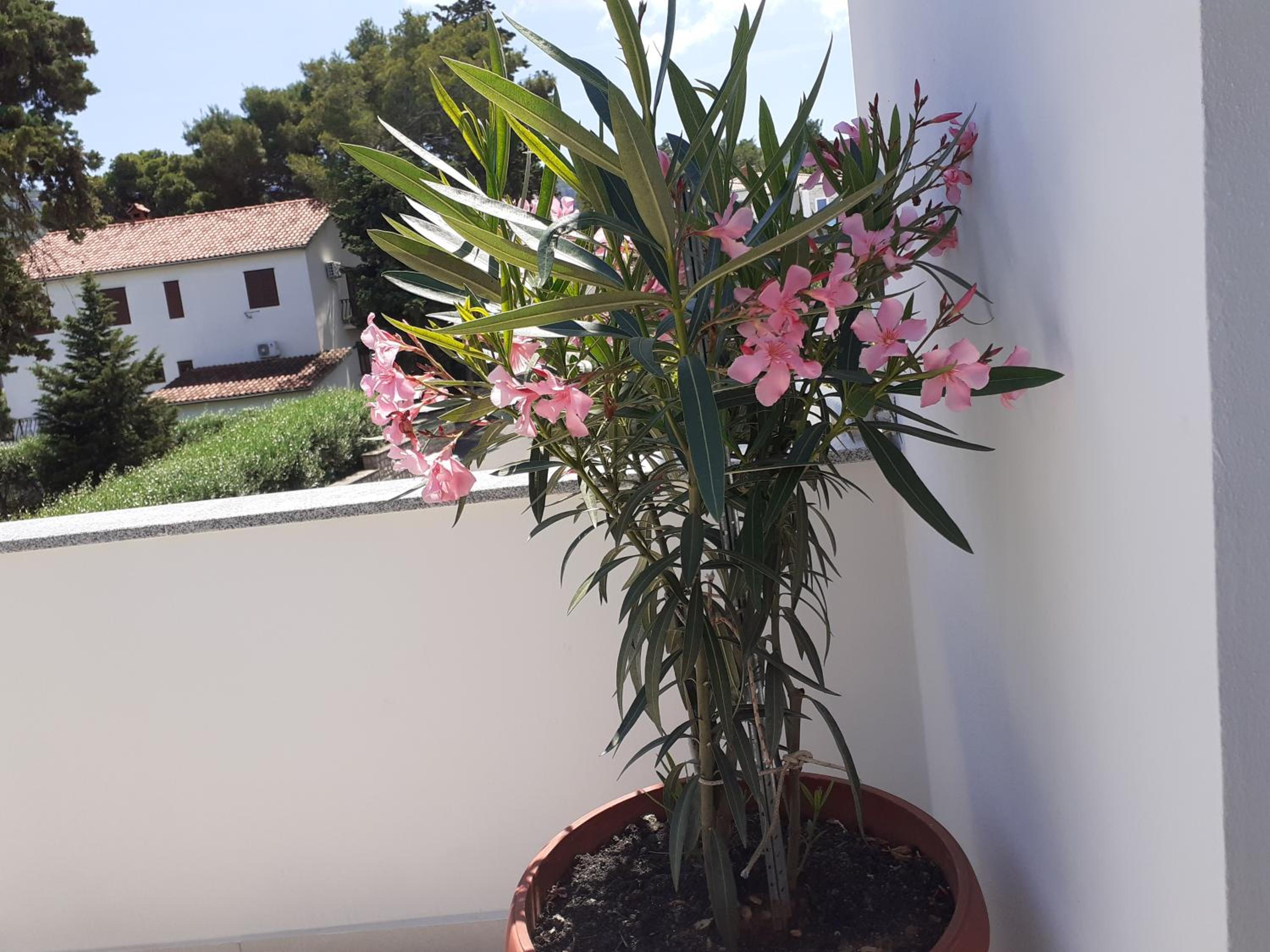 Apartmani Miletić view 2