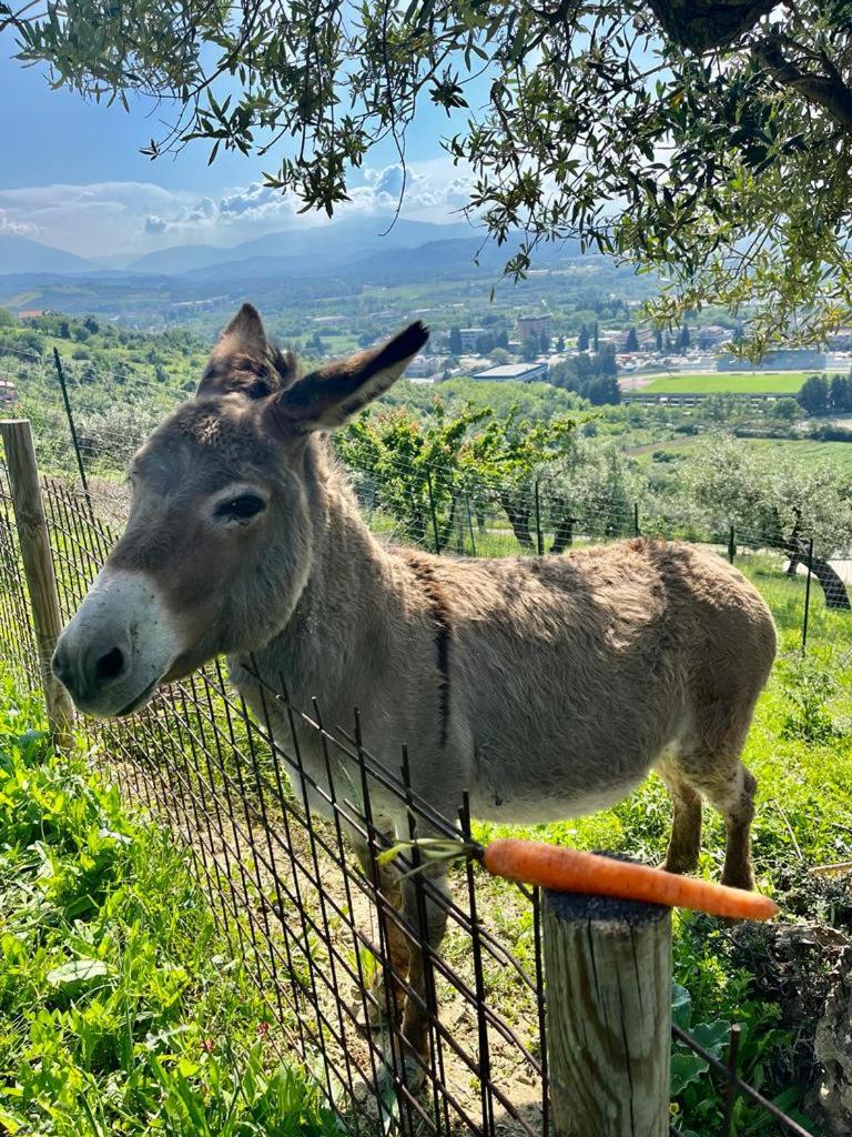 Mirabel