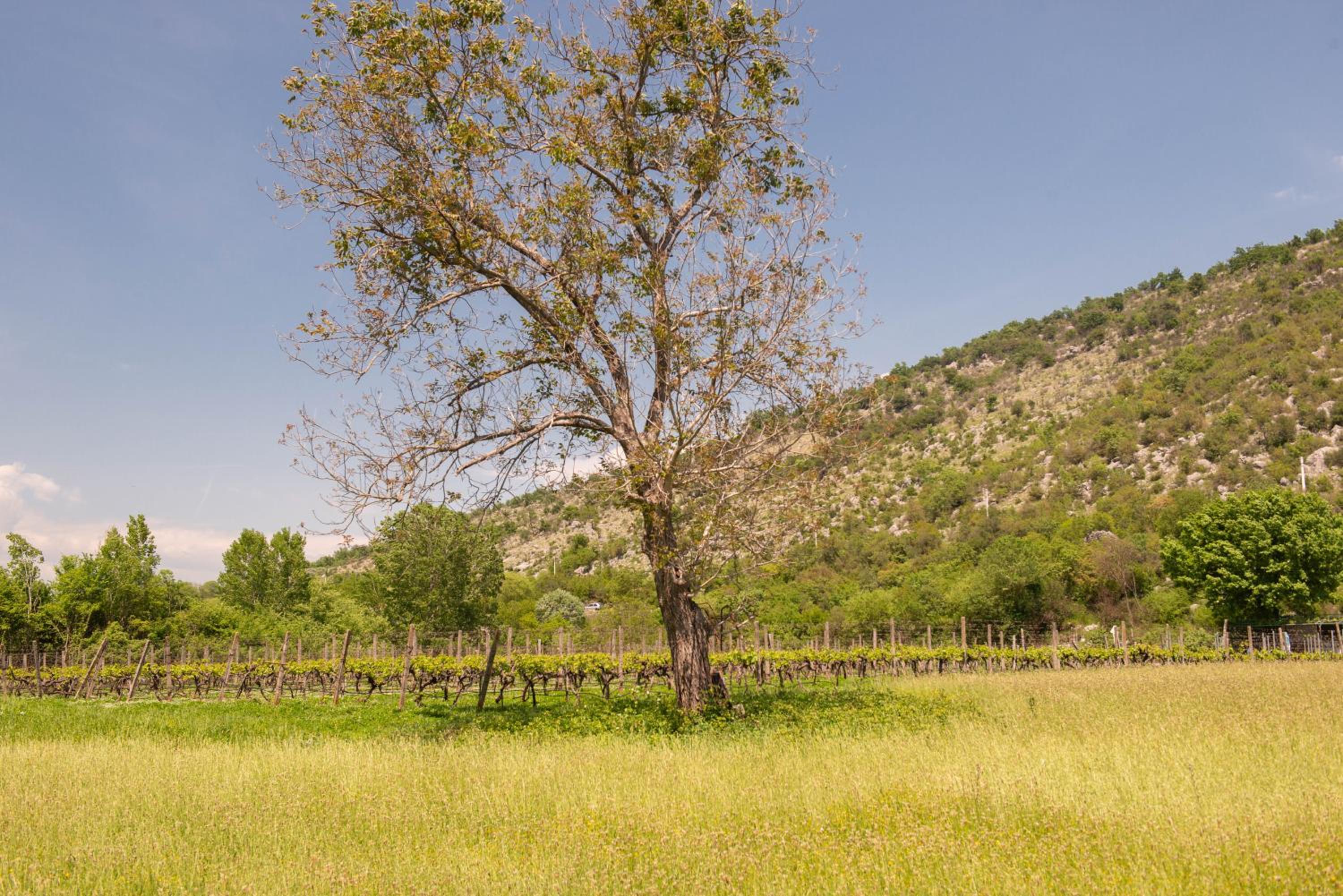 Purple Eye Camp & Winery view 3