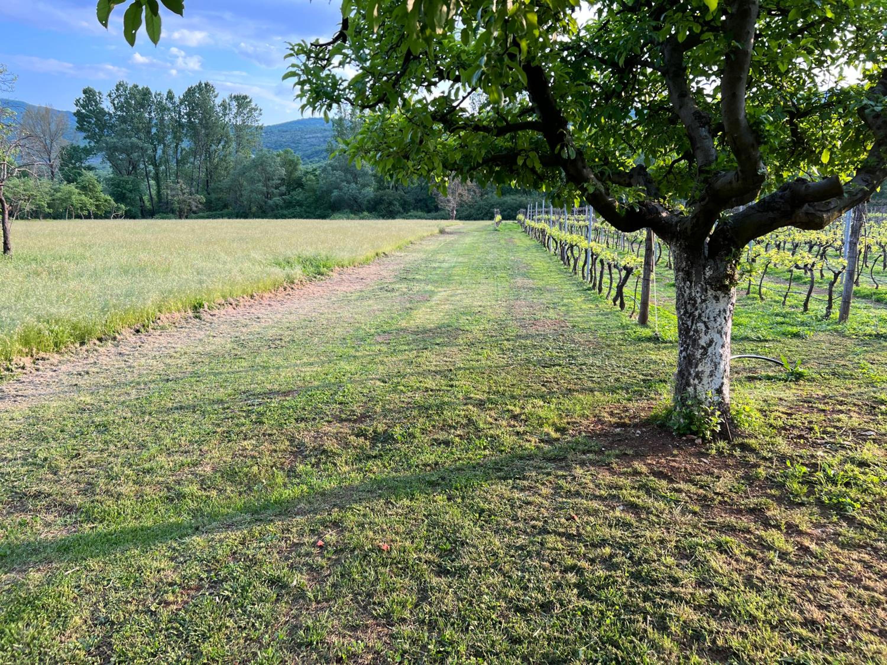 Purple Eye Camp & Winery view 4