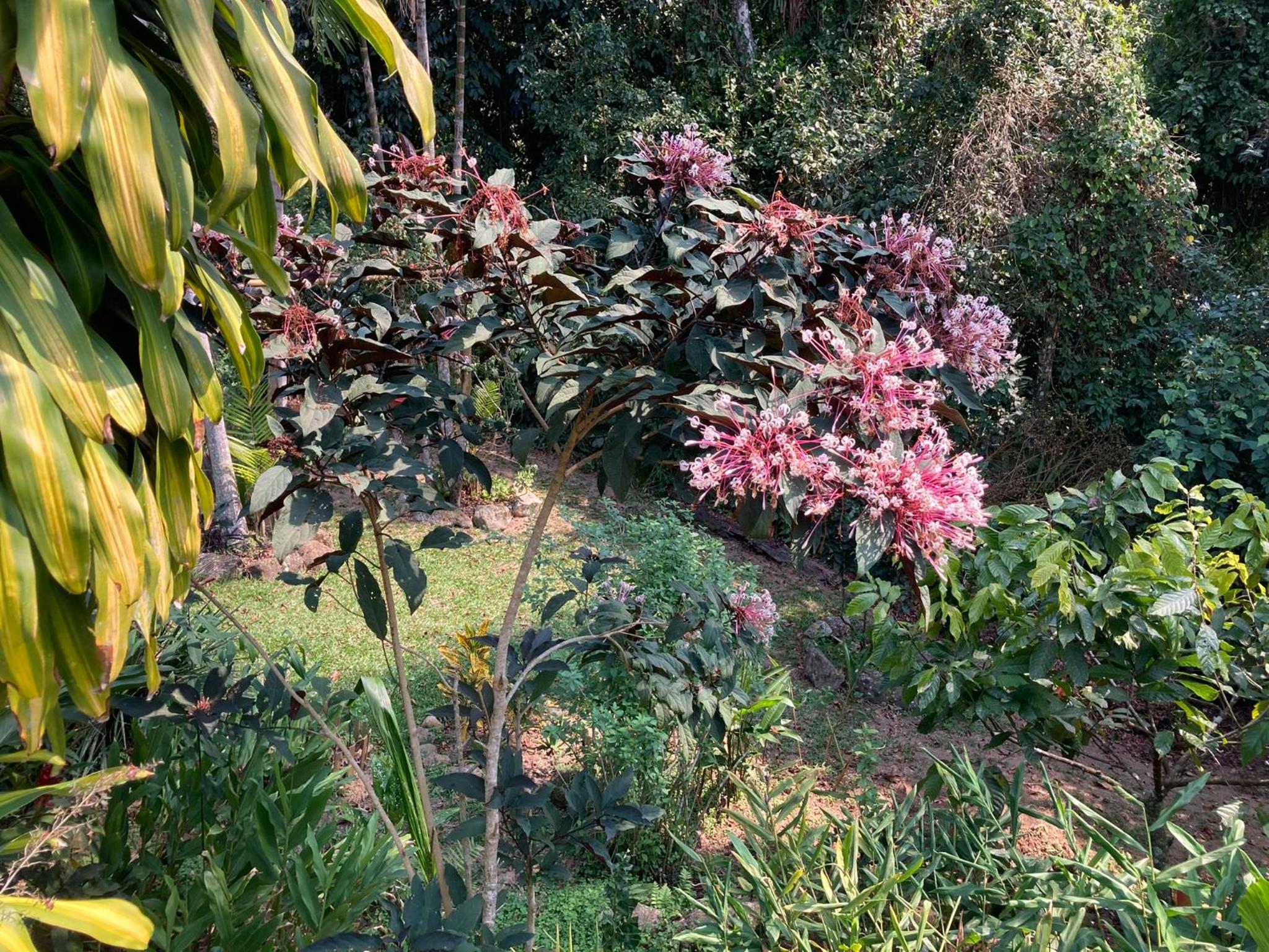 Casa Araribá - Ilha Grande - Vila do Abraão