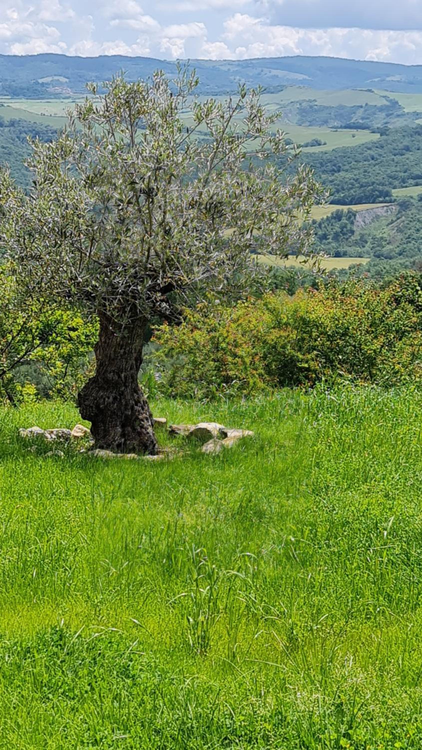 Podere Colombaio - Verbena