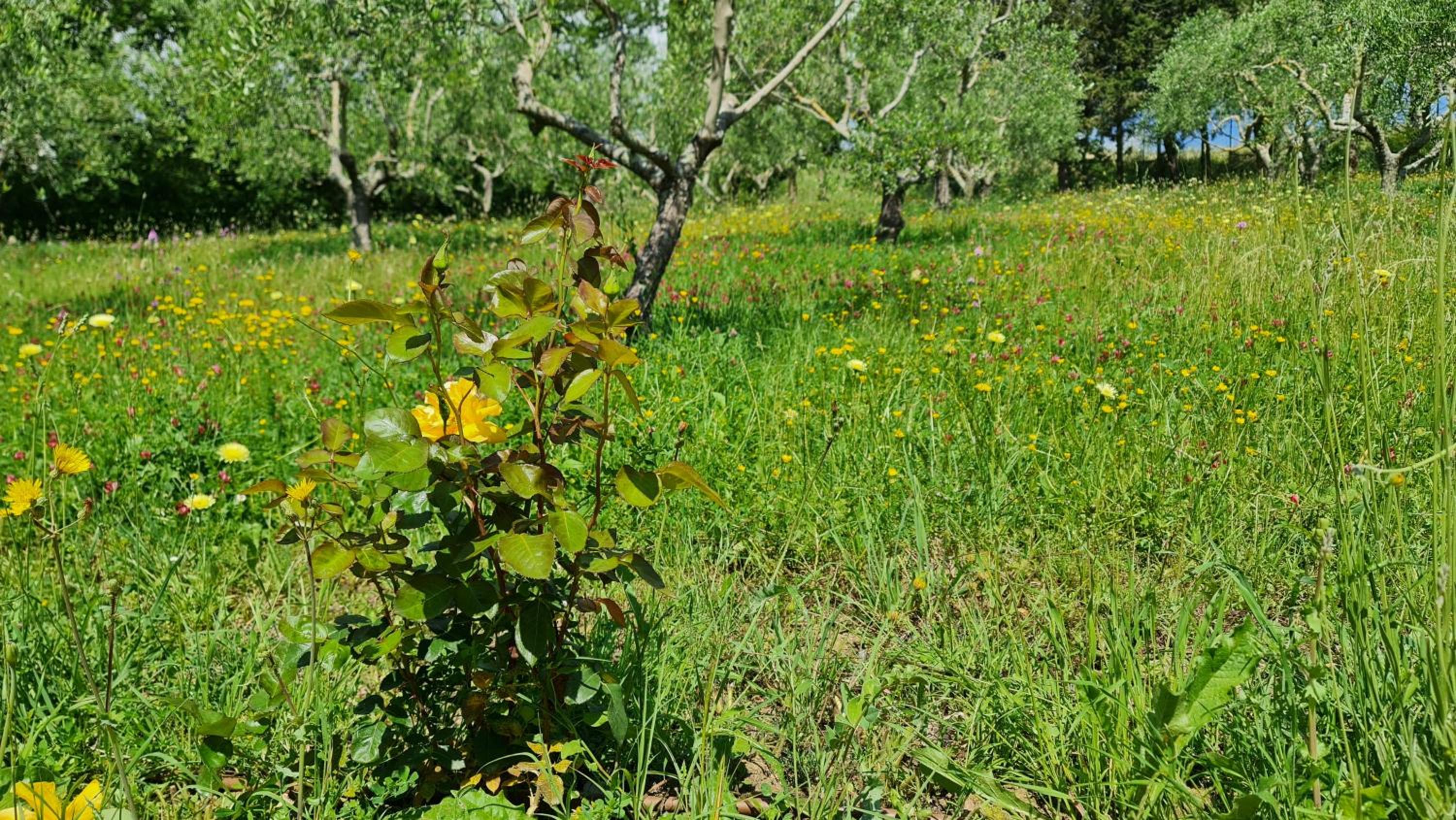 Podere Colombaio - Verbena