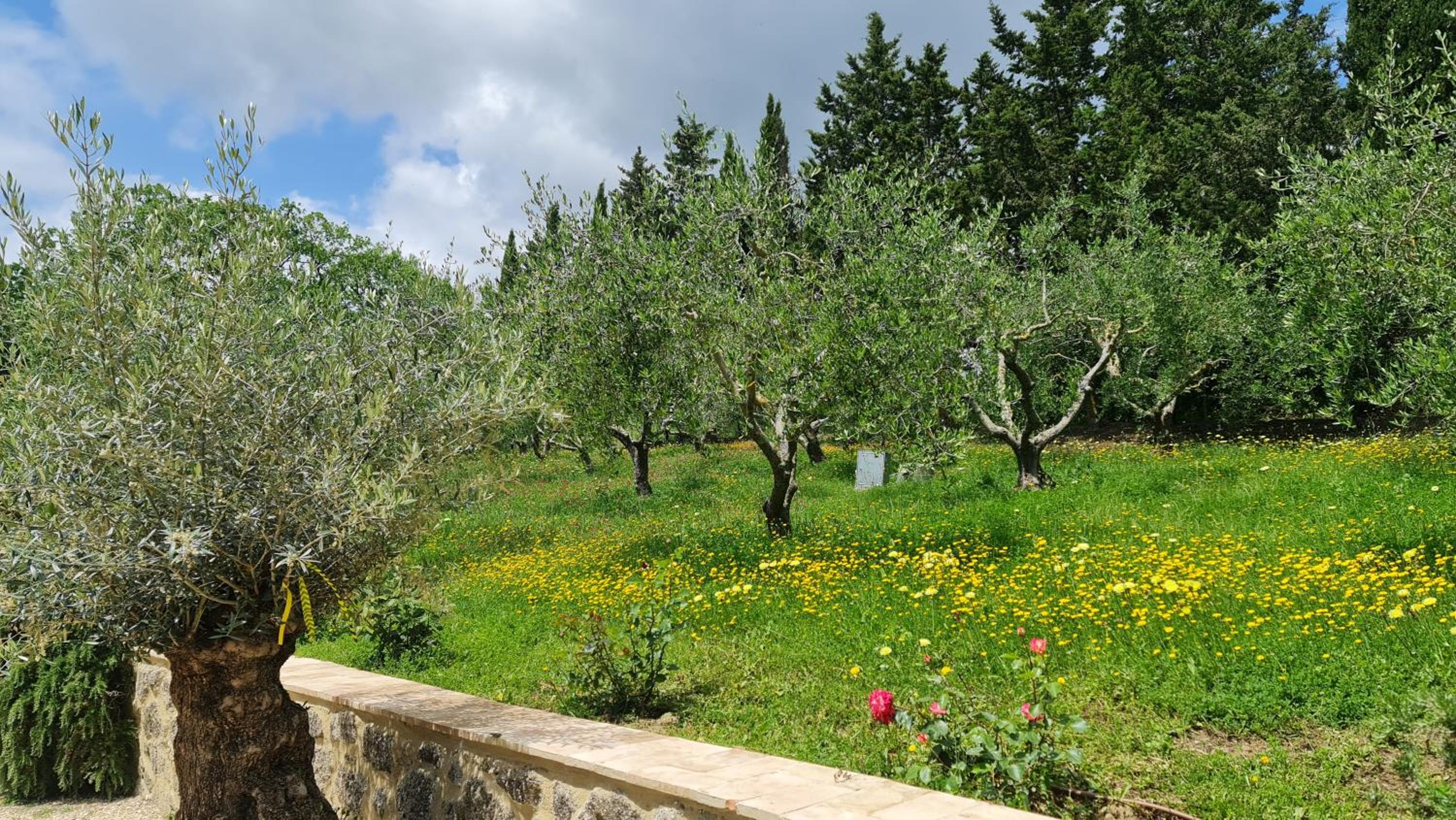 Podere Colombaio - Verbena