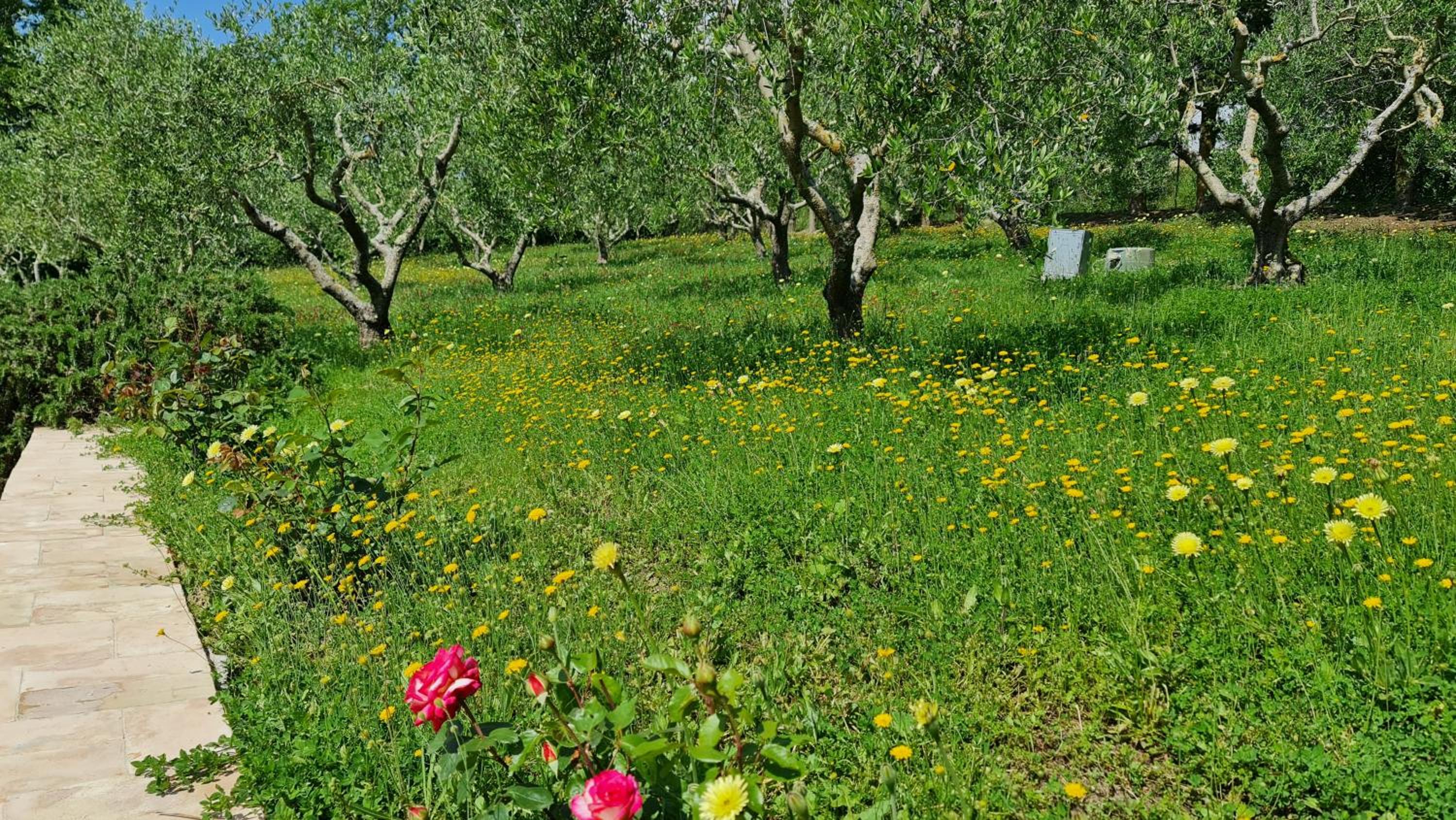 Podere Colombaio - Verbena