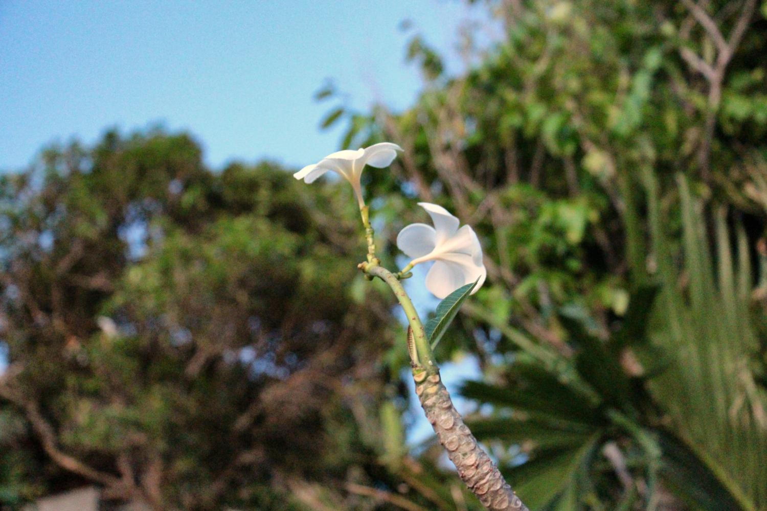Ayara Kamala Resort & Spa, photo 90