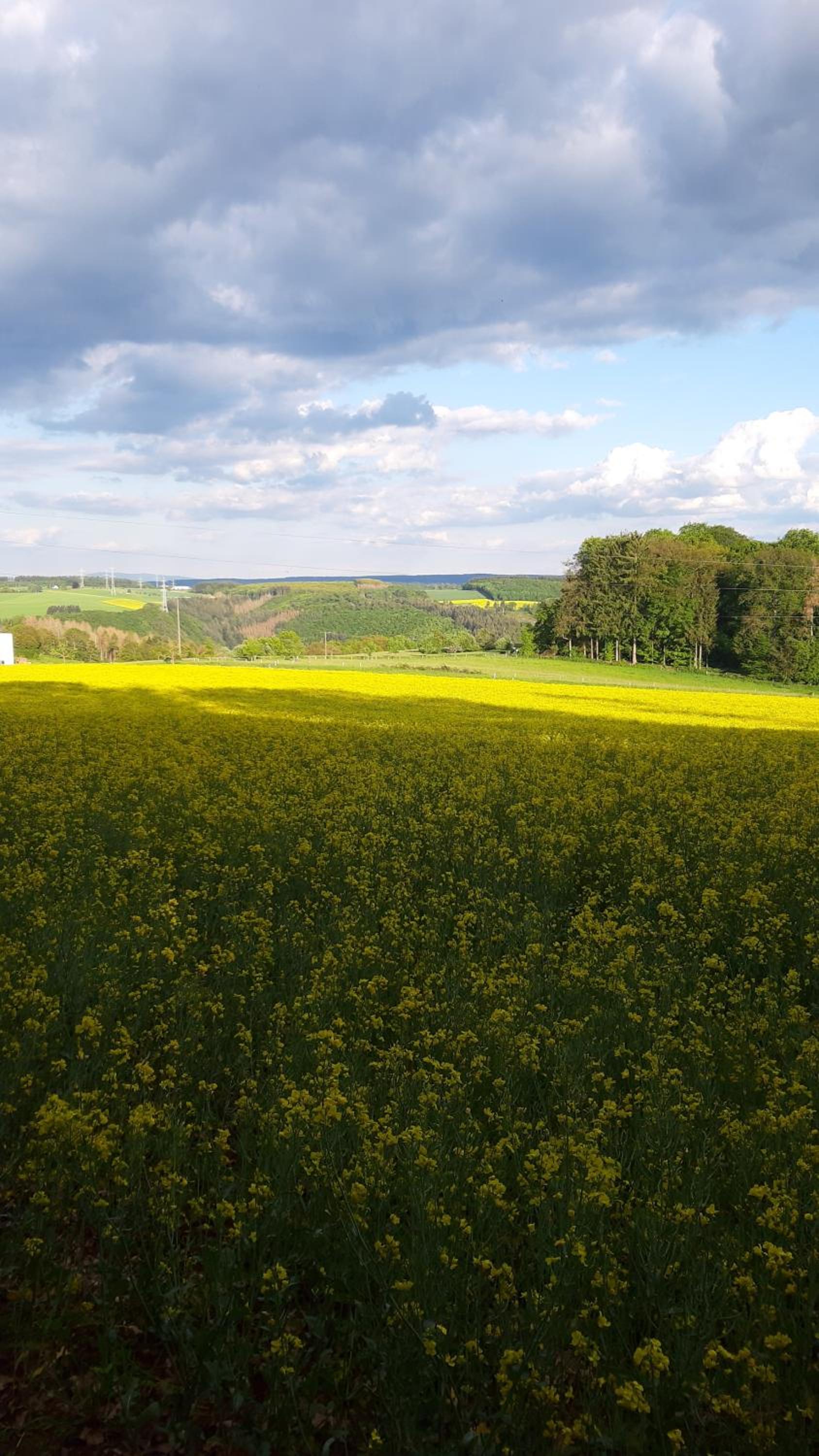 Auf der Heide