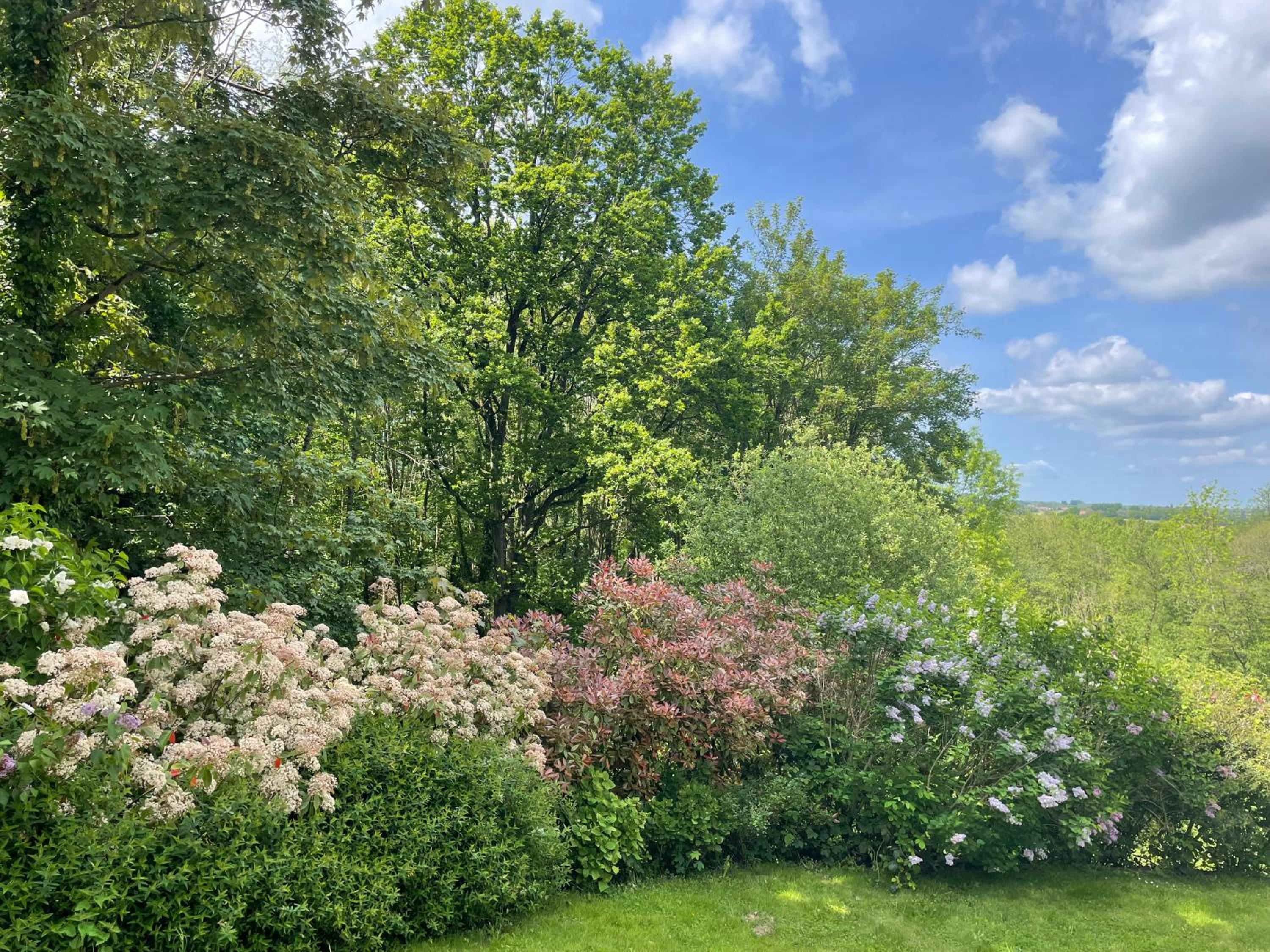 La Canopée des Arbres, Juliette