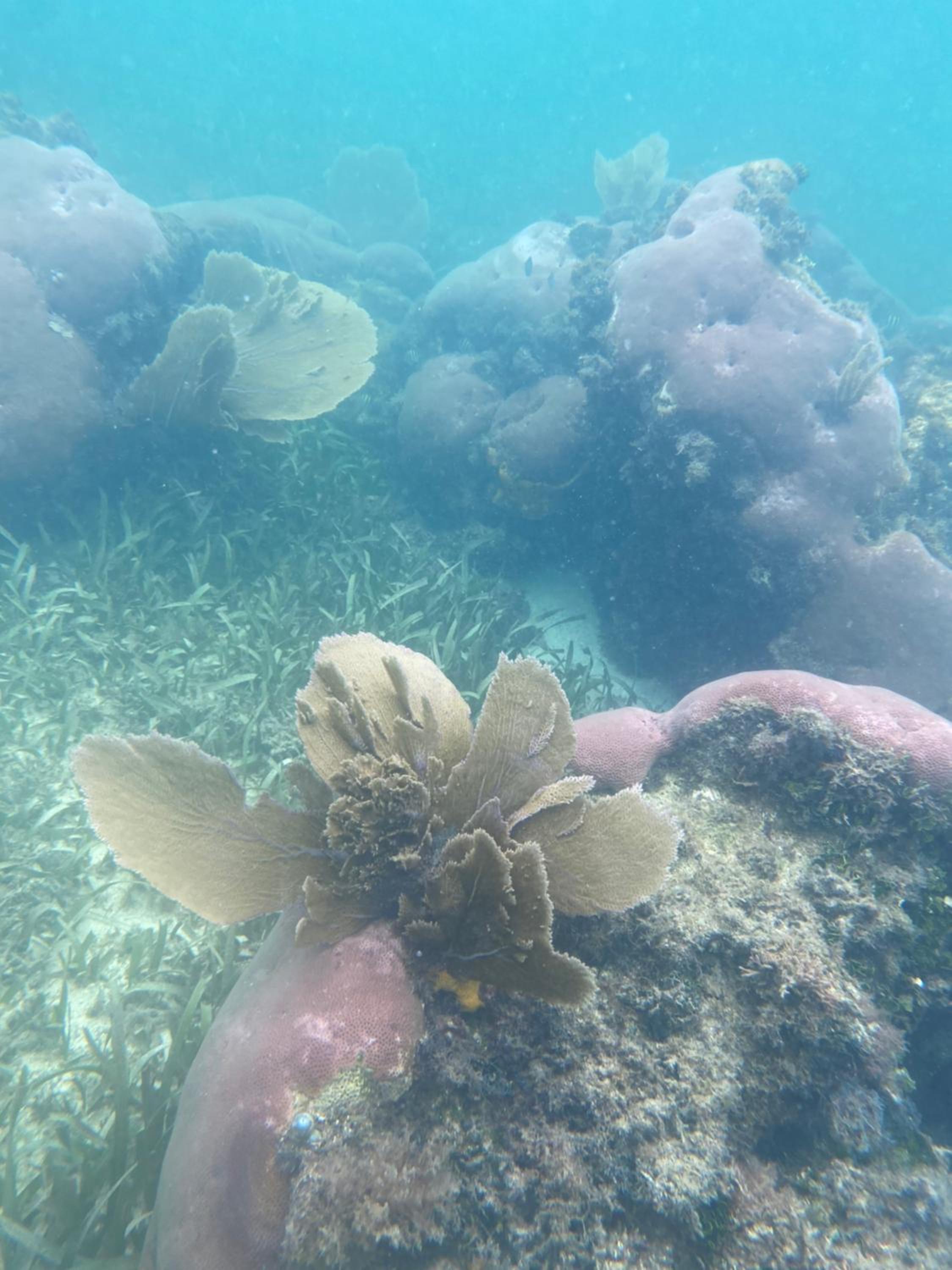 Coral Cove Inn
