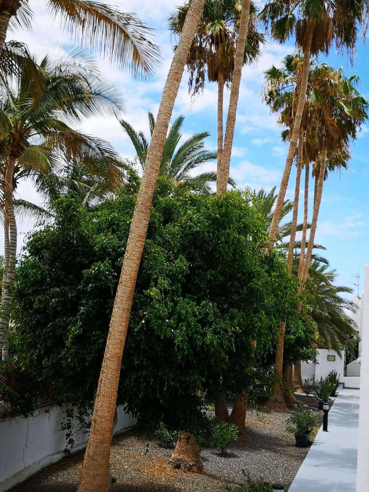 Estrella de Mar