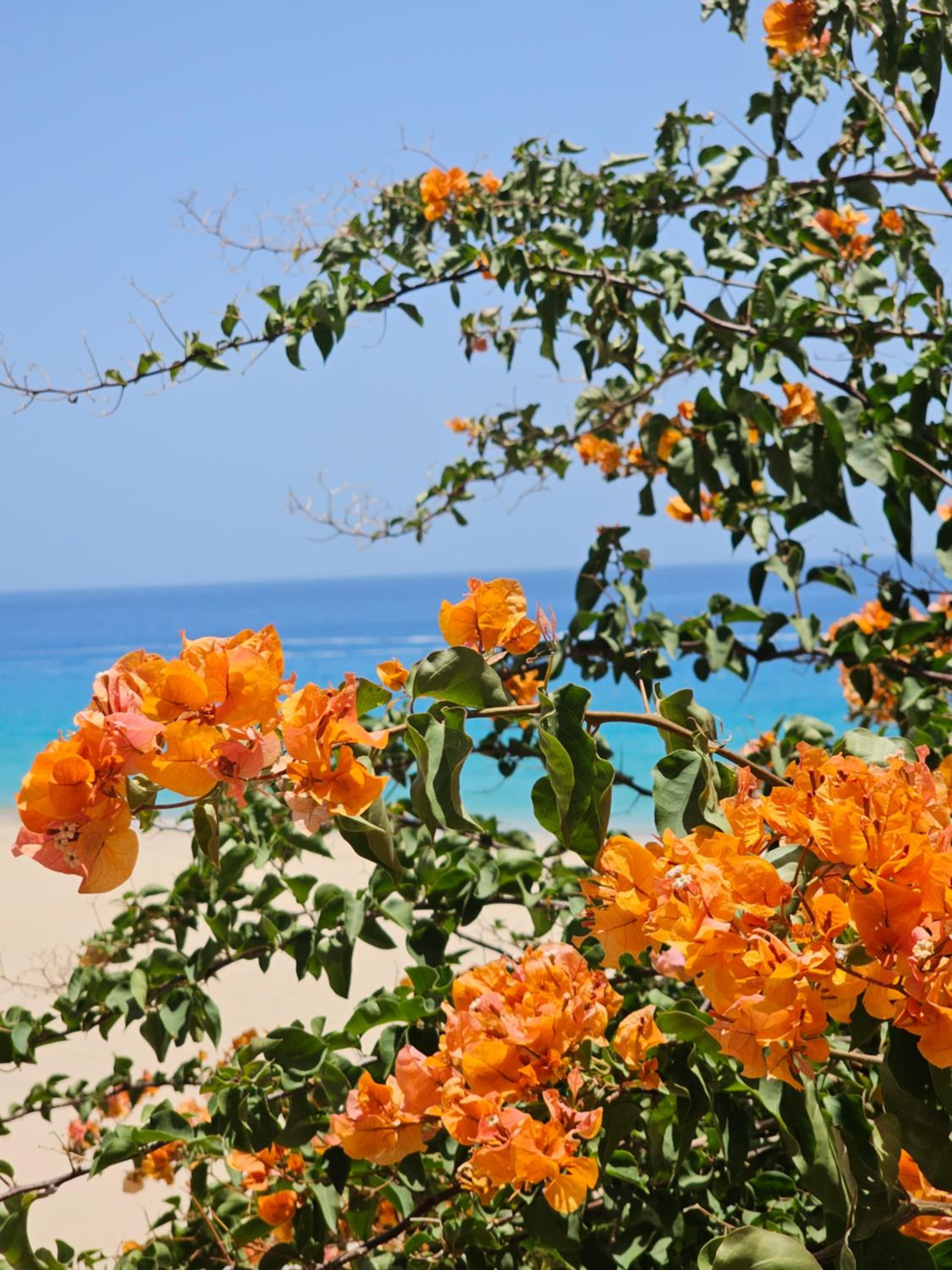 Estrella de Mar