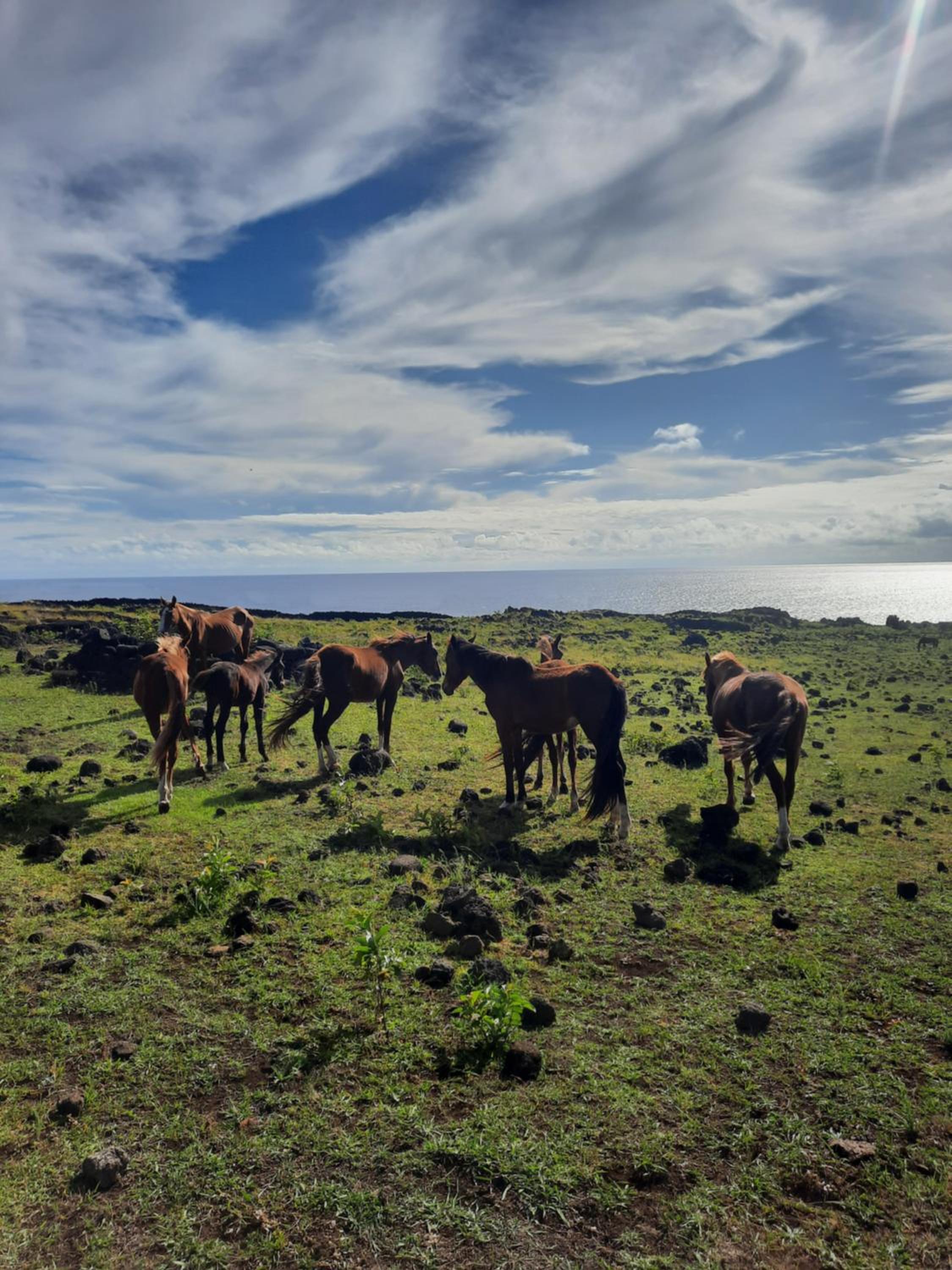 Moehiva Camping Rapa Nui