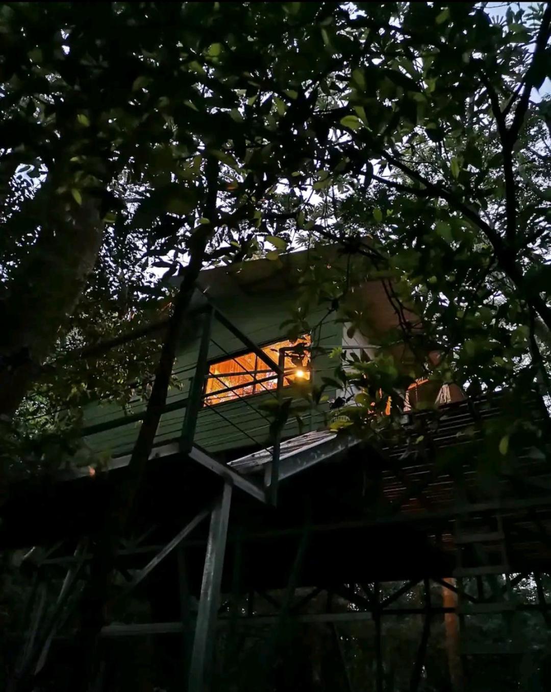 Jungle Living Tree Houses