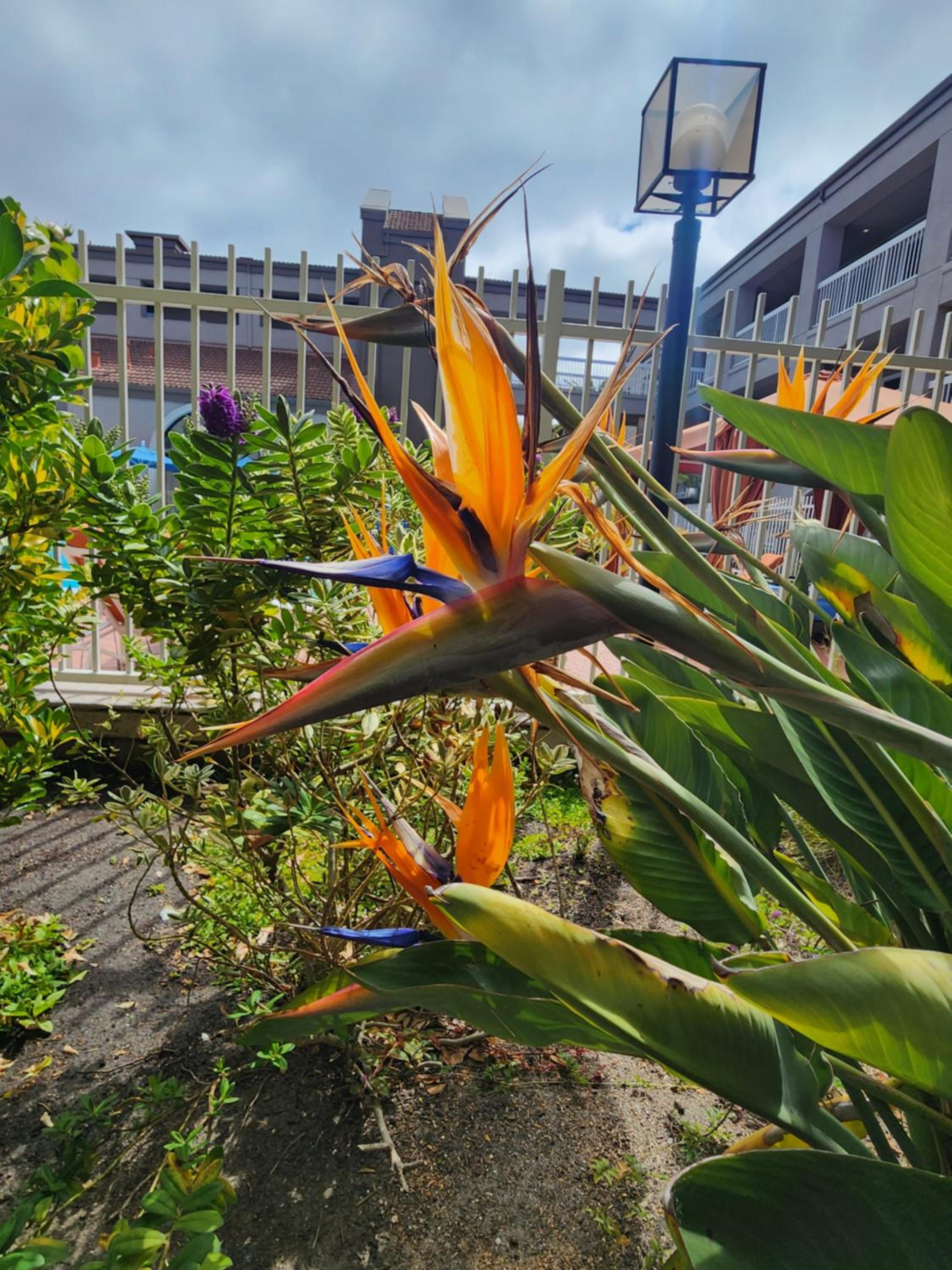 La Quinta by Wyndham San Francisco Airport West - Property Image 5