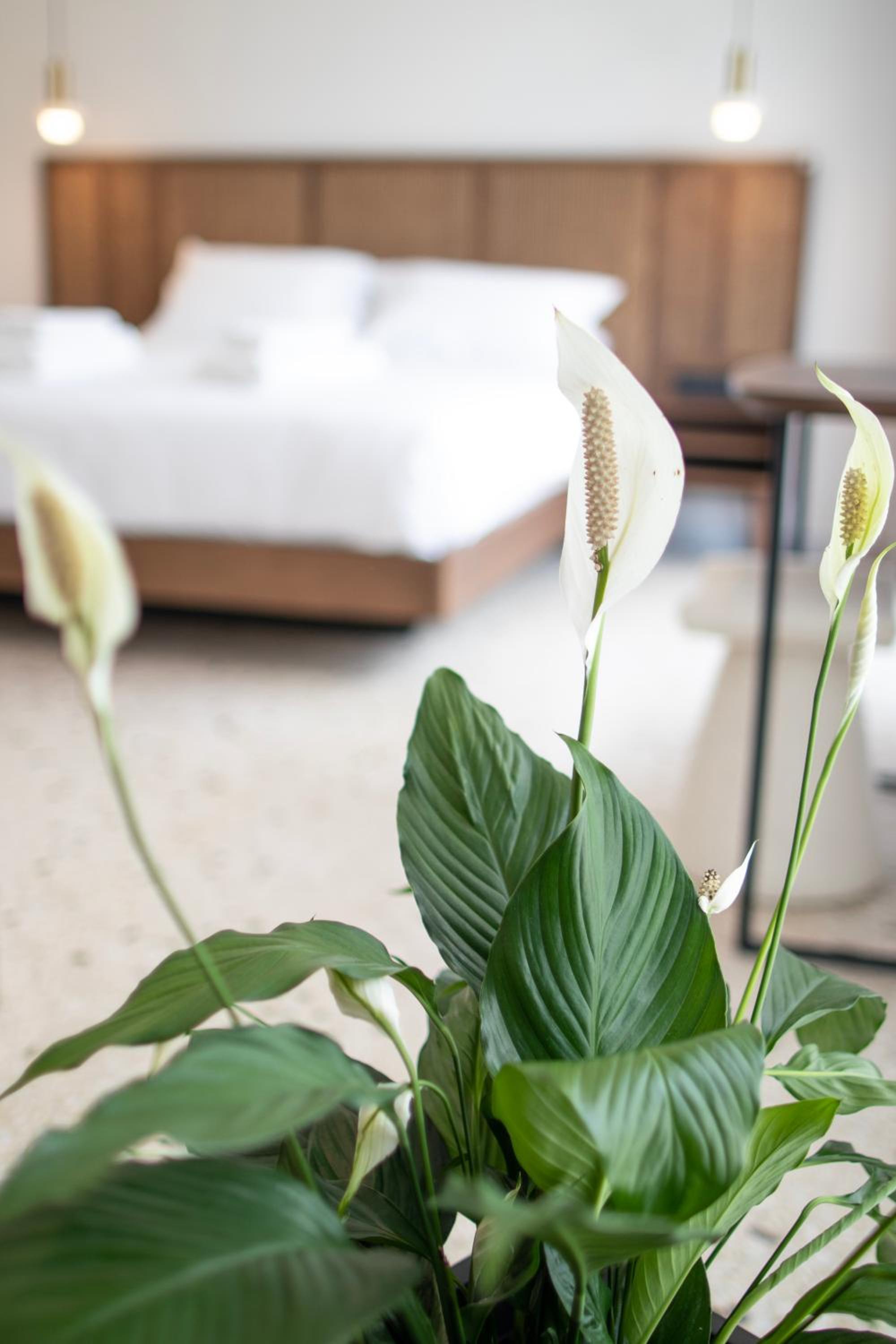 Mythodea Athens Suites