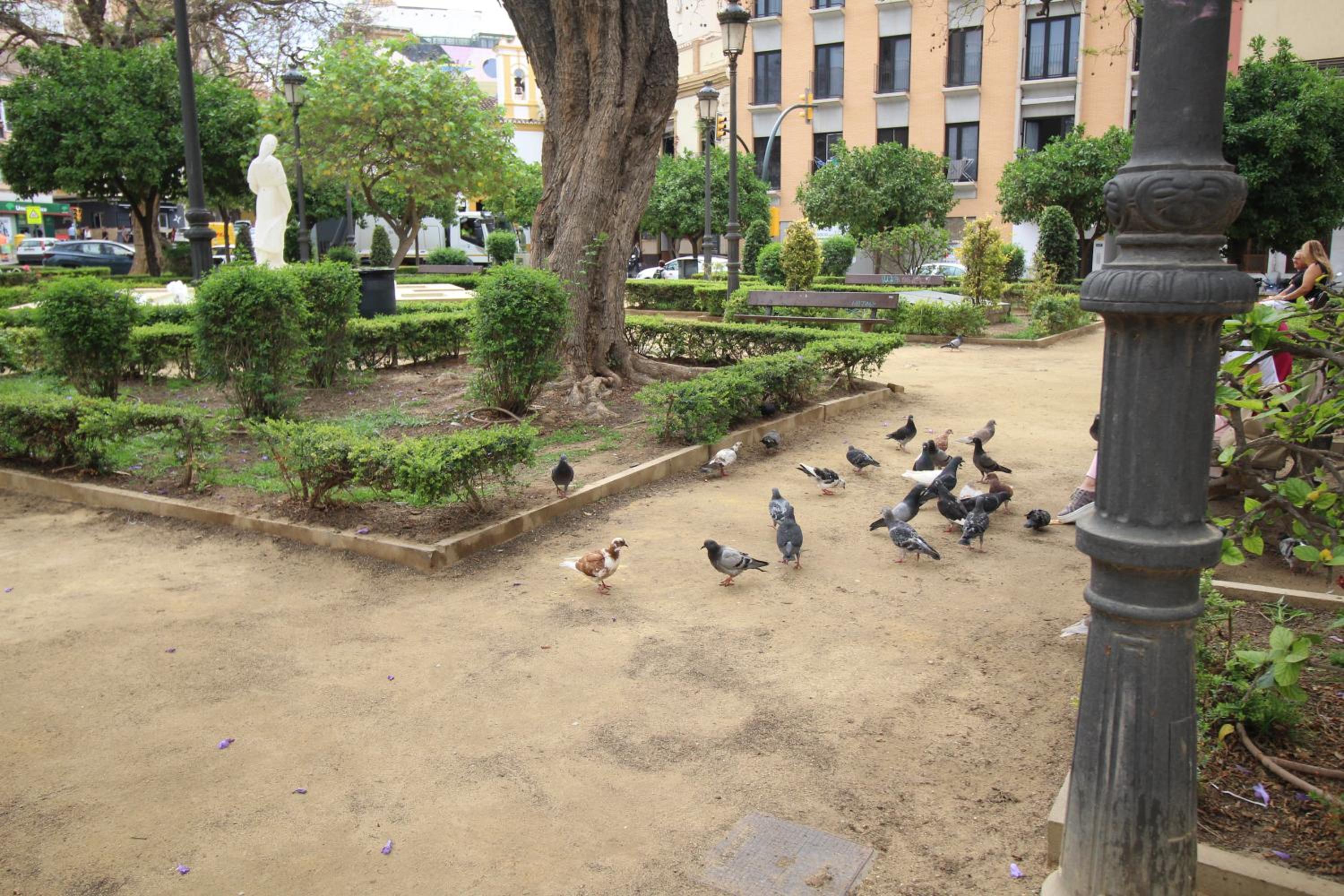Del Parque Flats Monkey 1