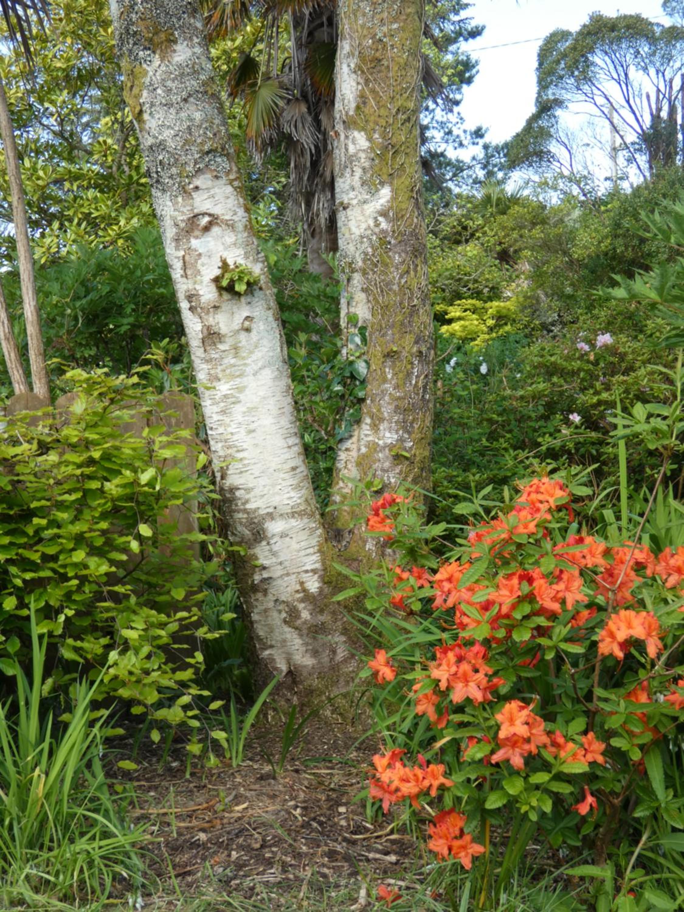 Photo 8