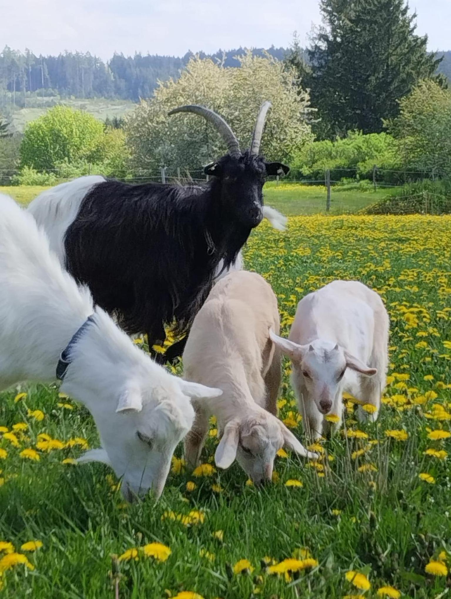 Jurta na zvířecí farmě