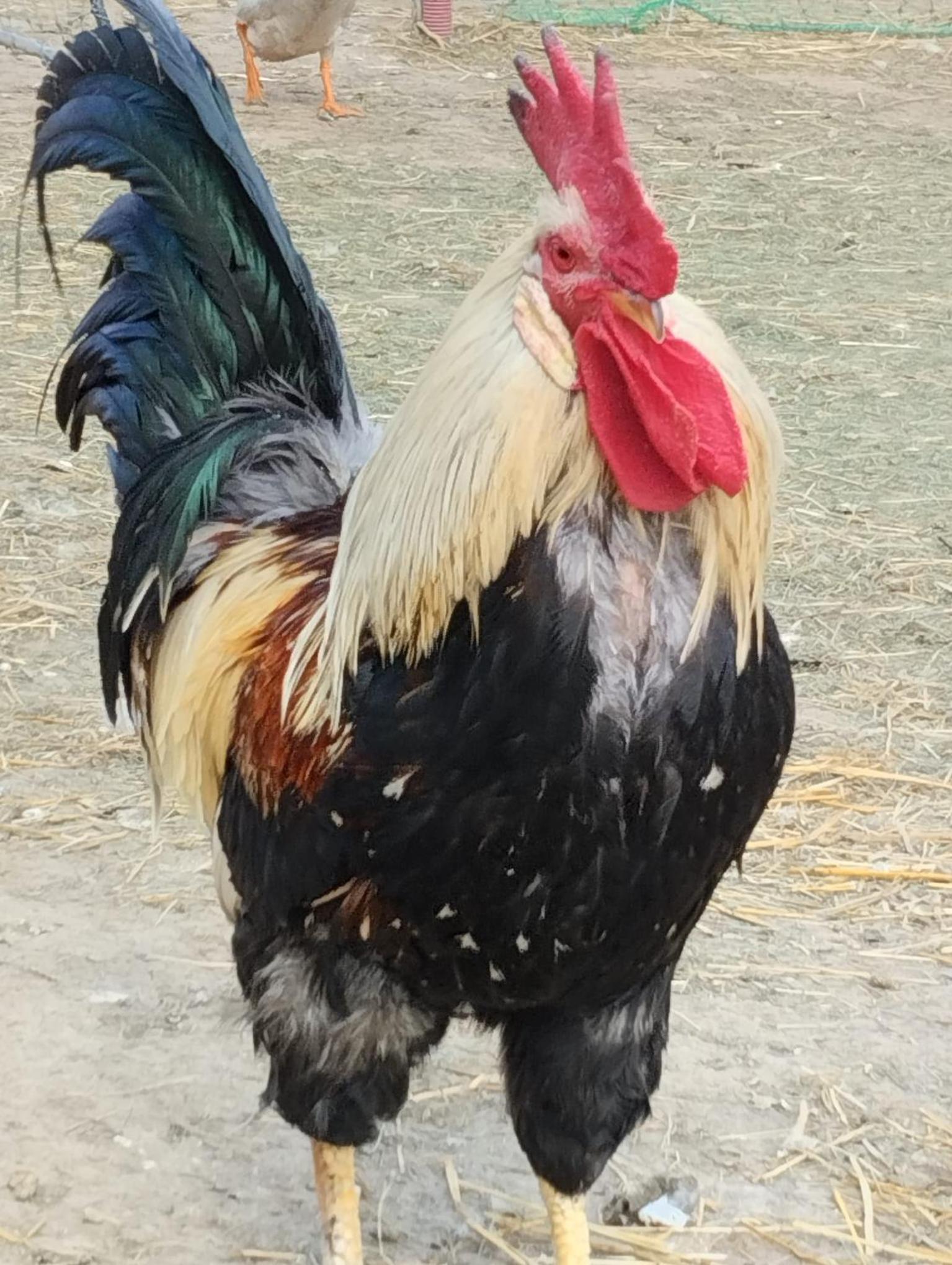 Jurta na zvířecí farmě