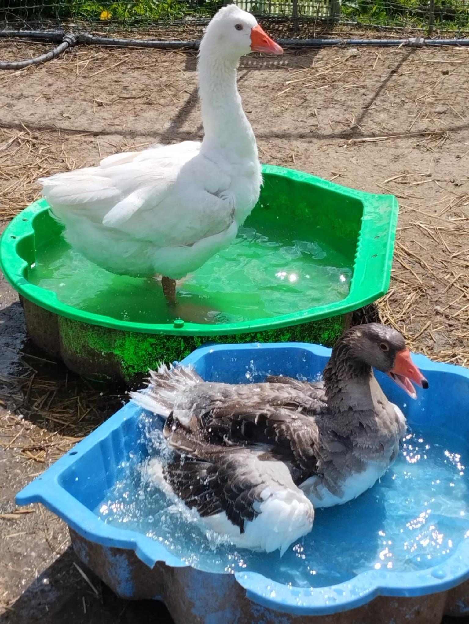 Jurta na zvířecí farmě