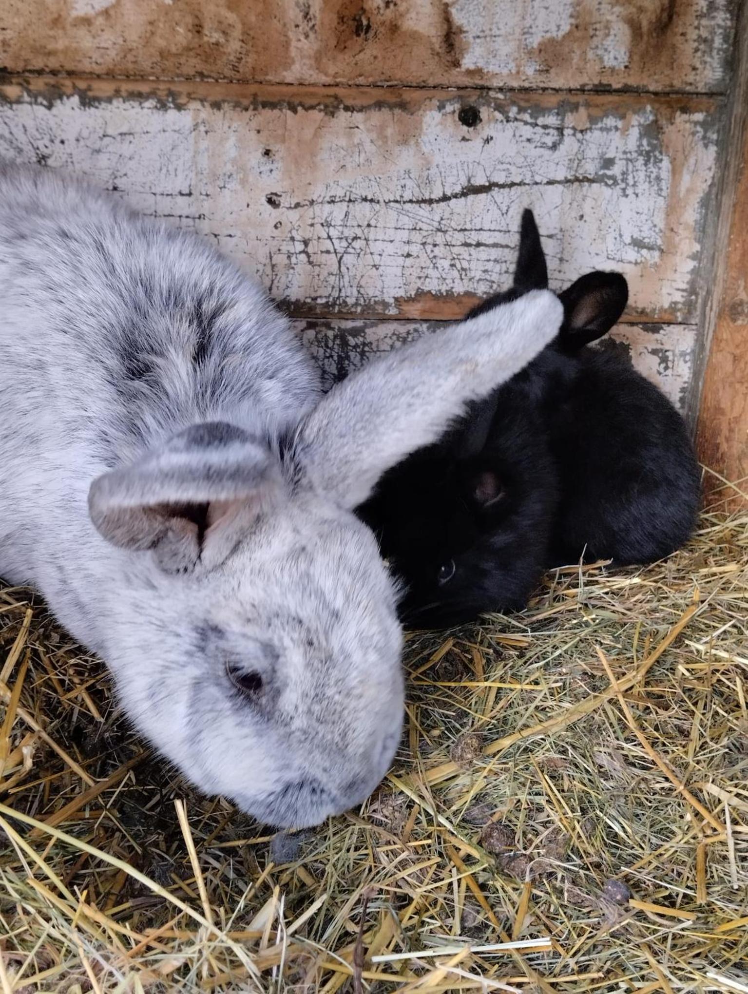Jurta na zvířecí farmě