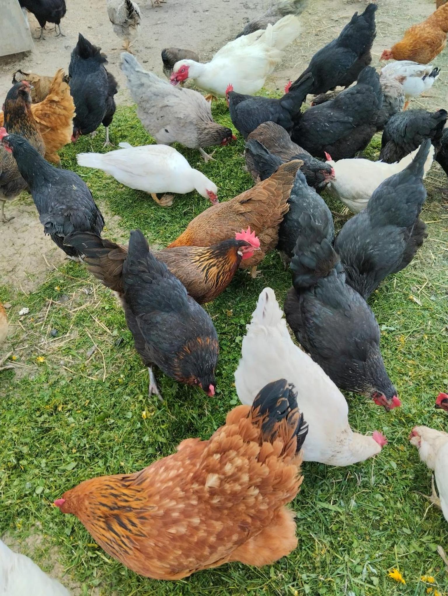 Jurta na zvířecí farmě