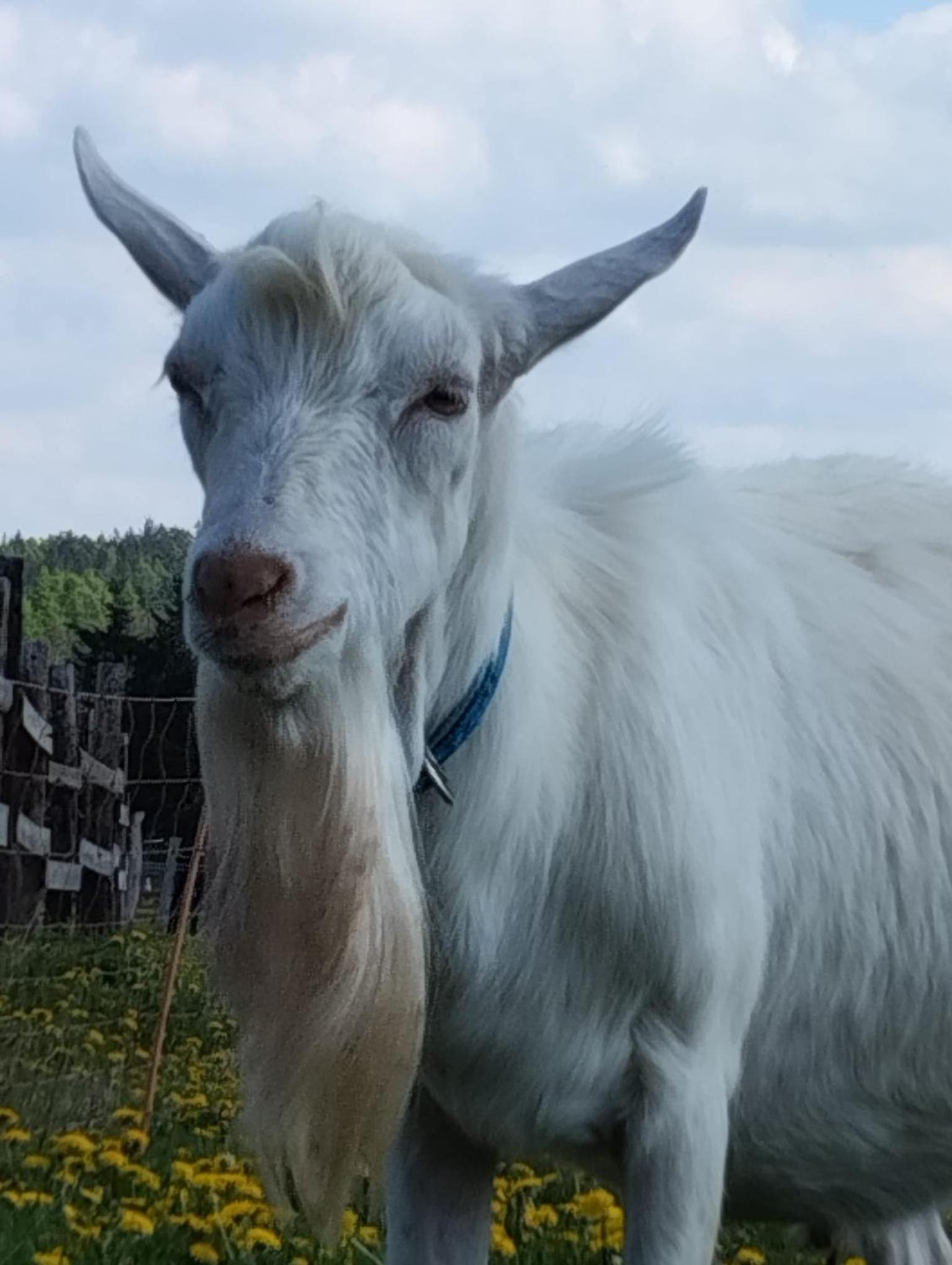 Jurta na zvířecí farmě