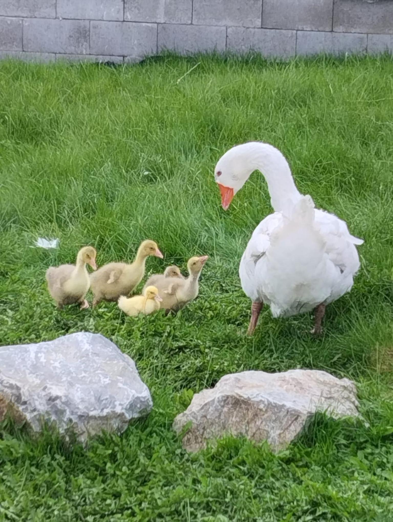 Jurta na zvířecí farmě
