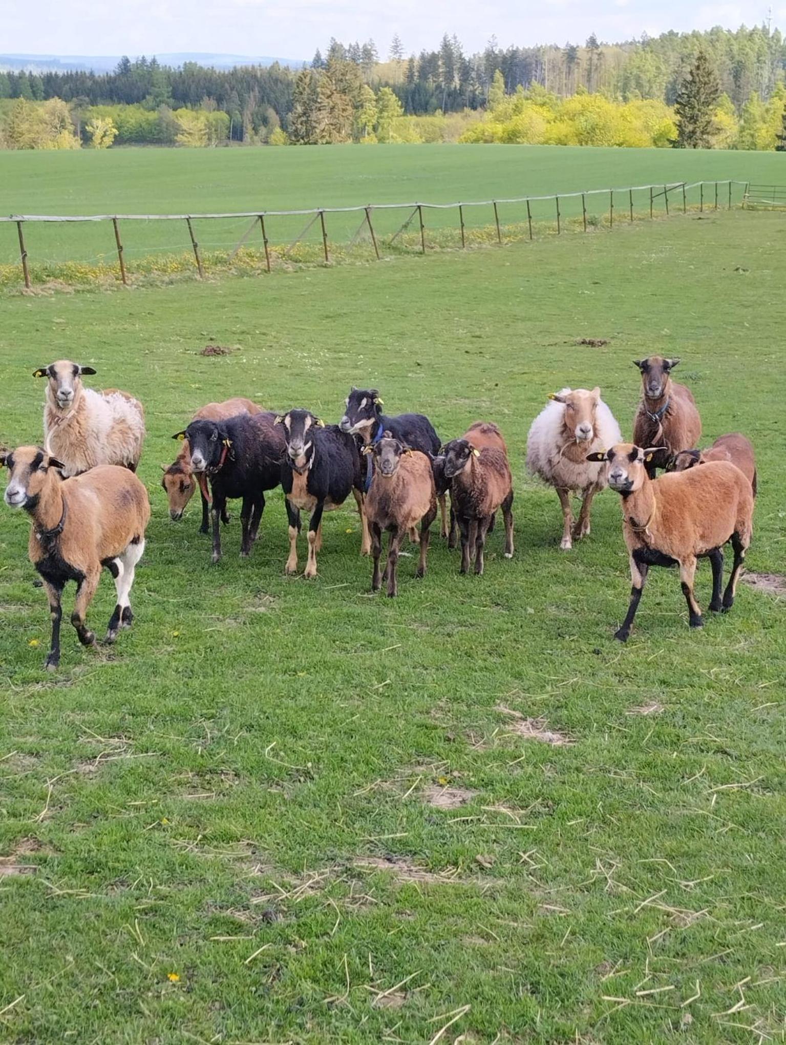 Jurta na zvířecí farmě