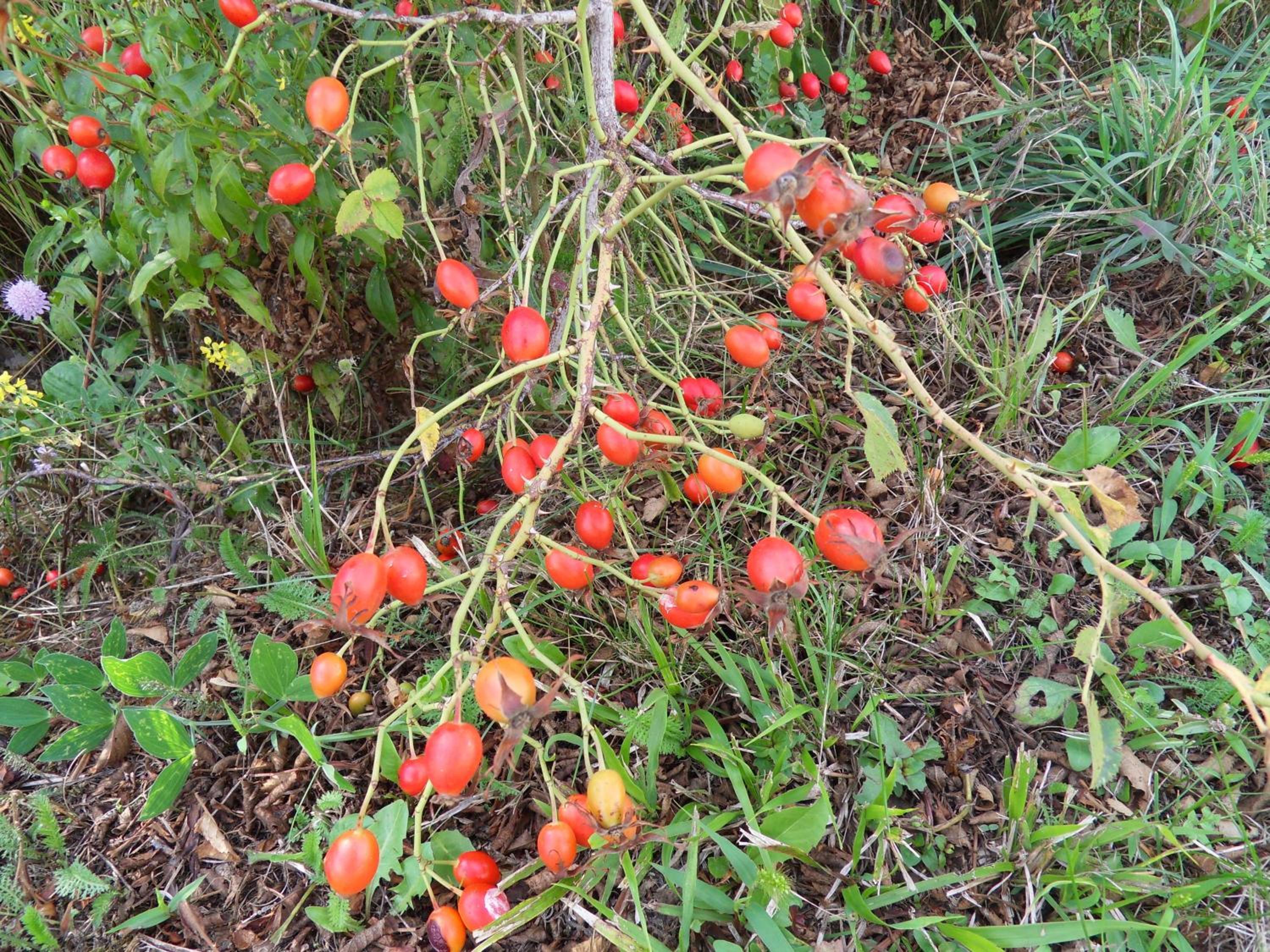 Photo 41
