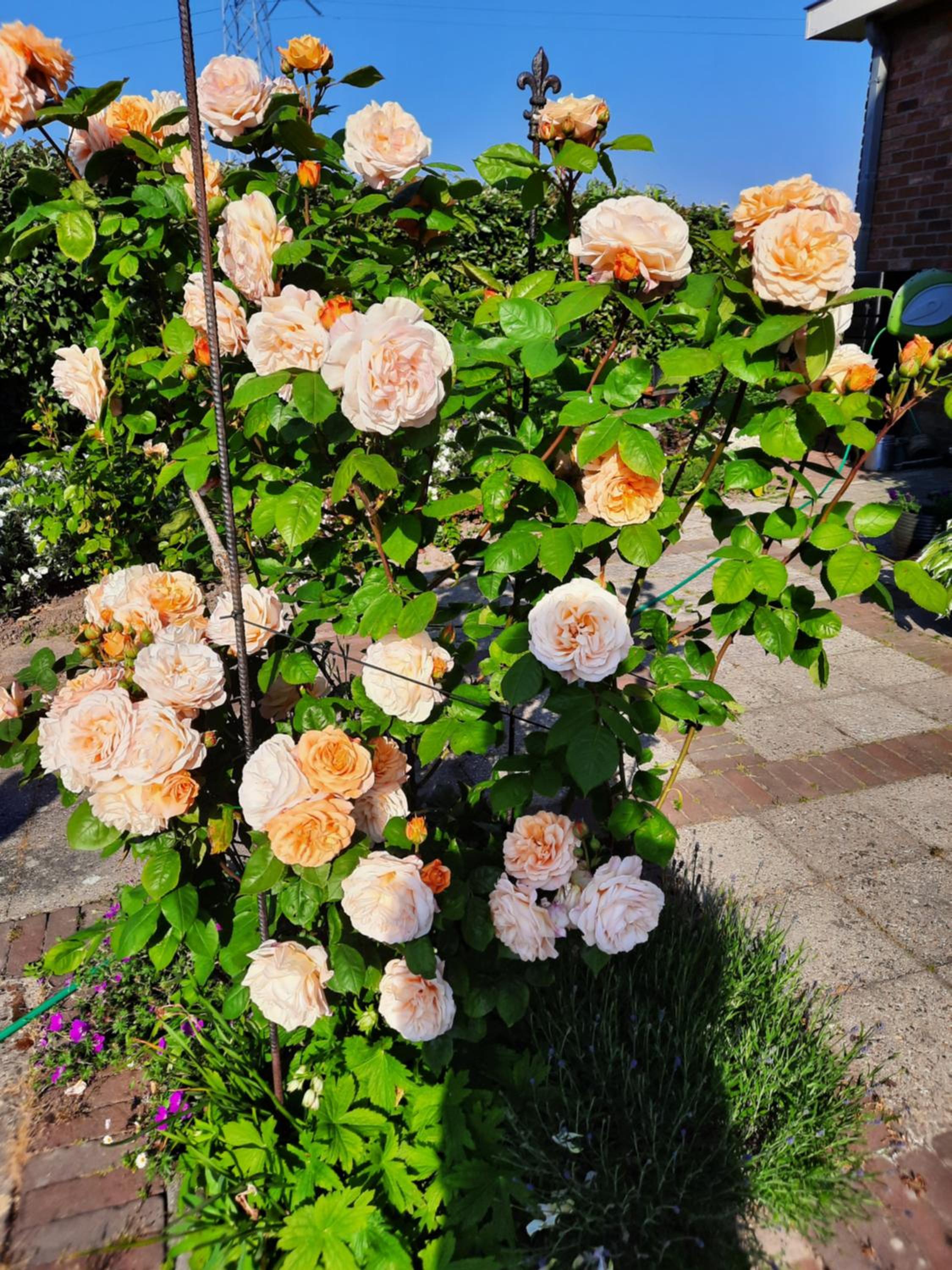 Photo 25